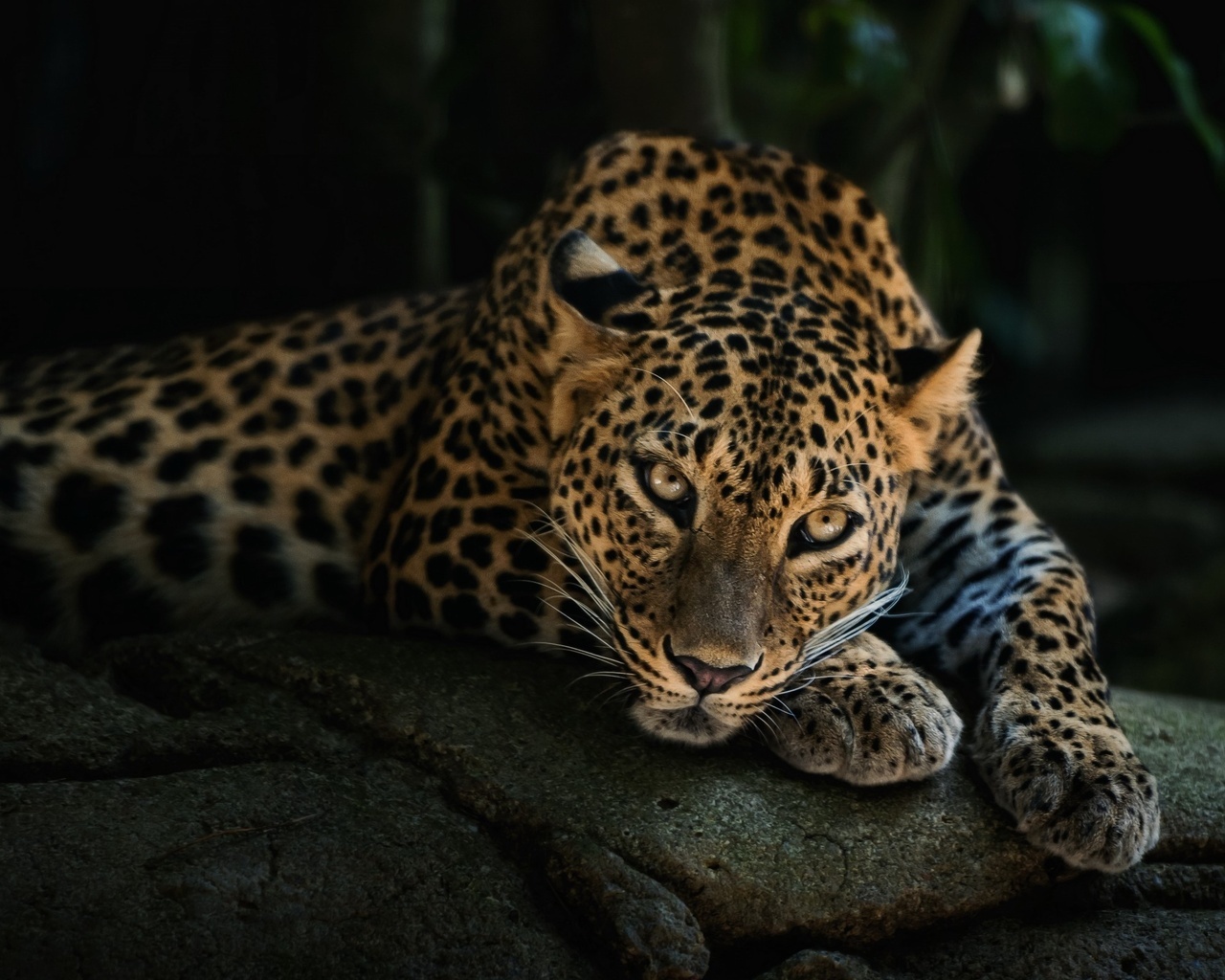 leopards, black, animals UHD