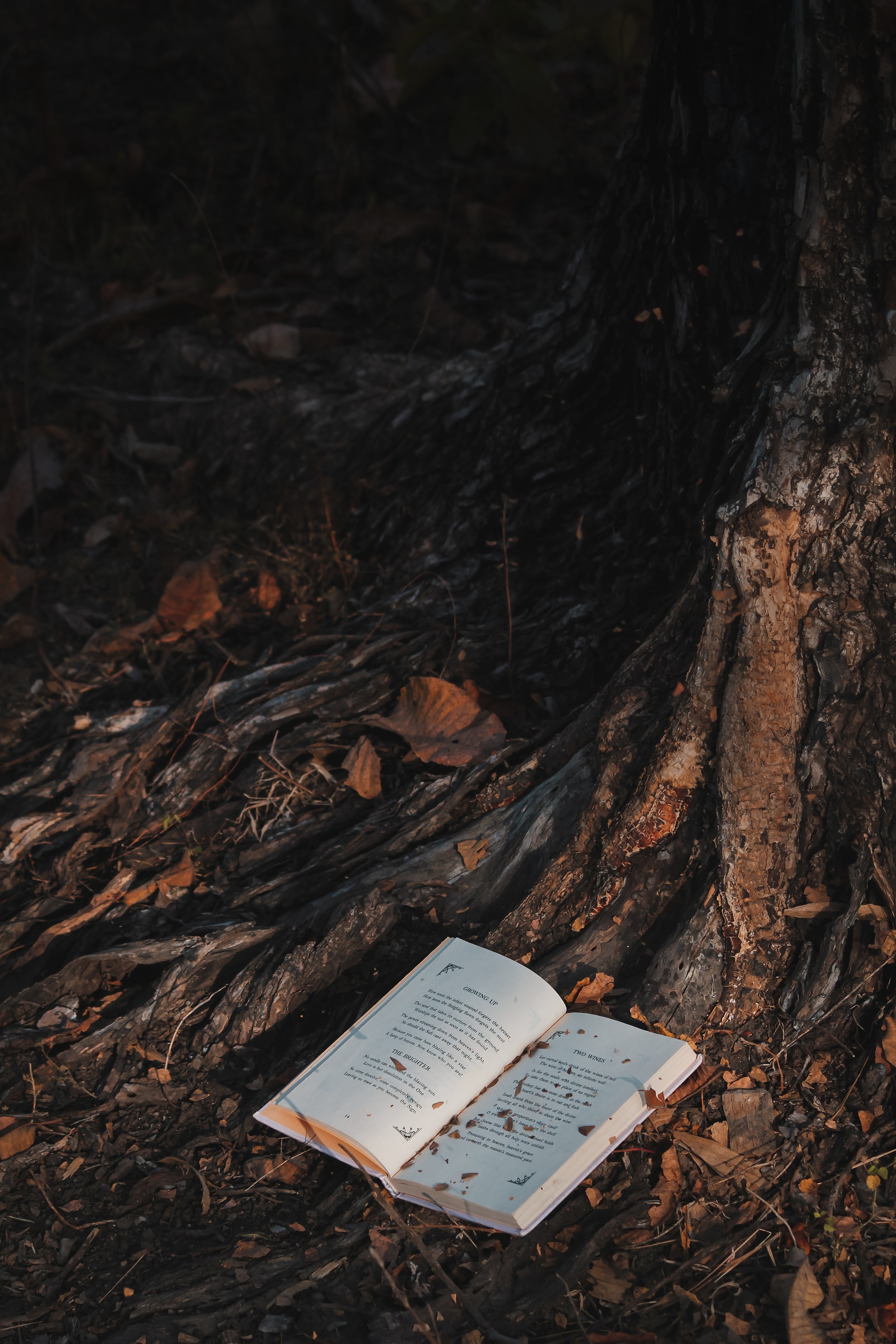 wallpapers miscellanea, wood, forest, book, miscellaneous, tree