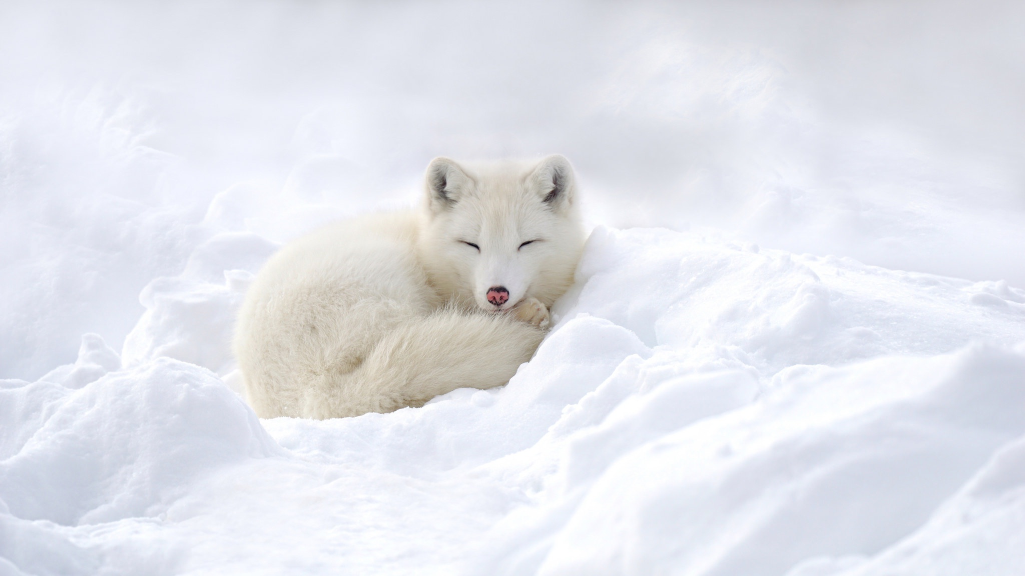 408951 Hintergrundbild herunterladen tiere, polarfuchs, schlafen, schnee, weiß, hunde - Bildschirmschoner und Bilder kostenlos