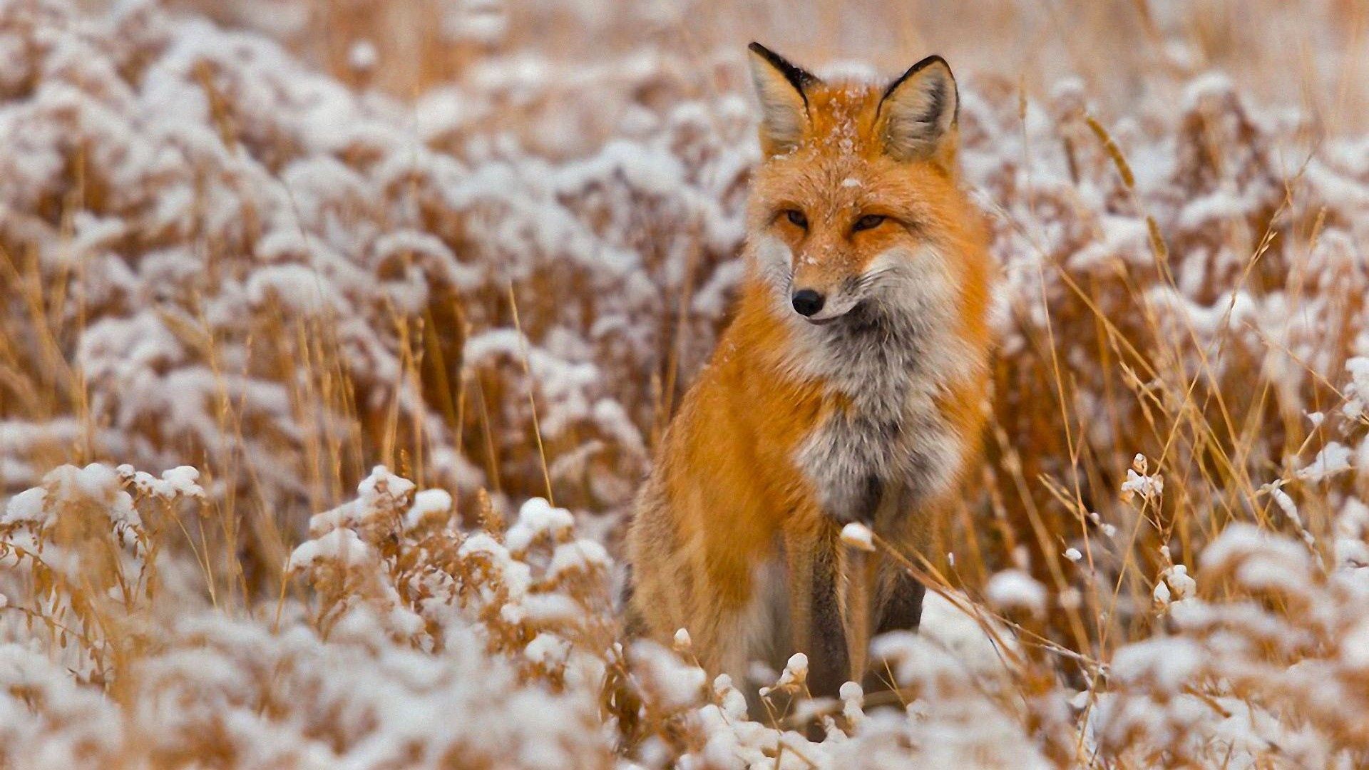 在您的 PC 桌面上免費下載 草, 雪, 坐, 坐下, 打猎, 狩猎, 动物, 一只狐狸, 狐狸 圖片