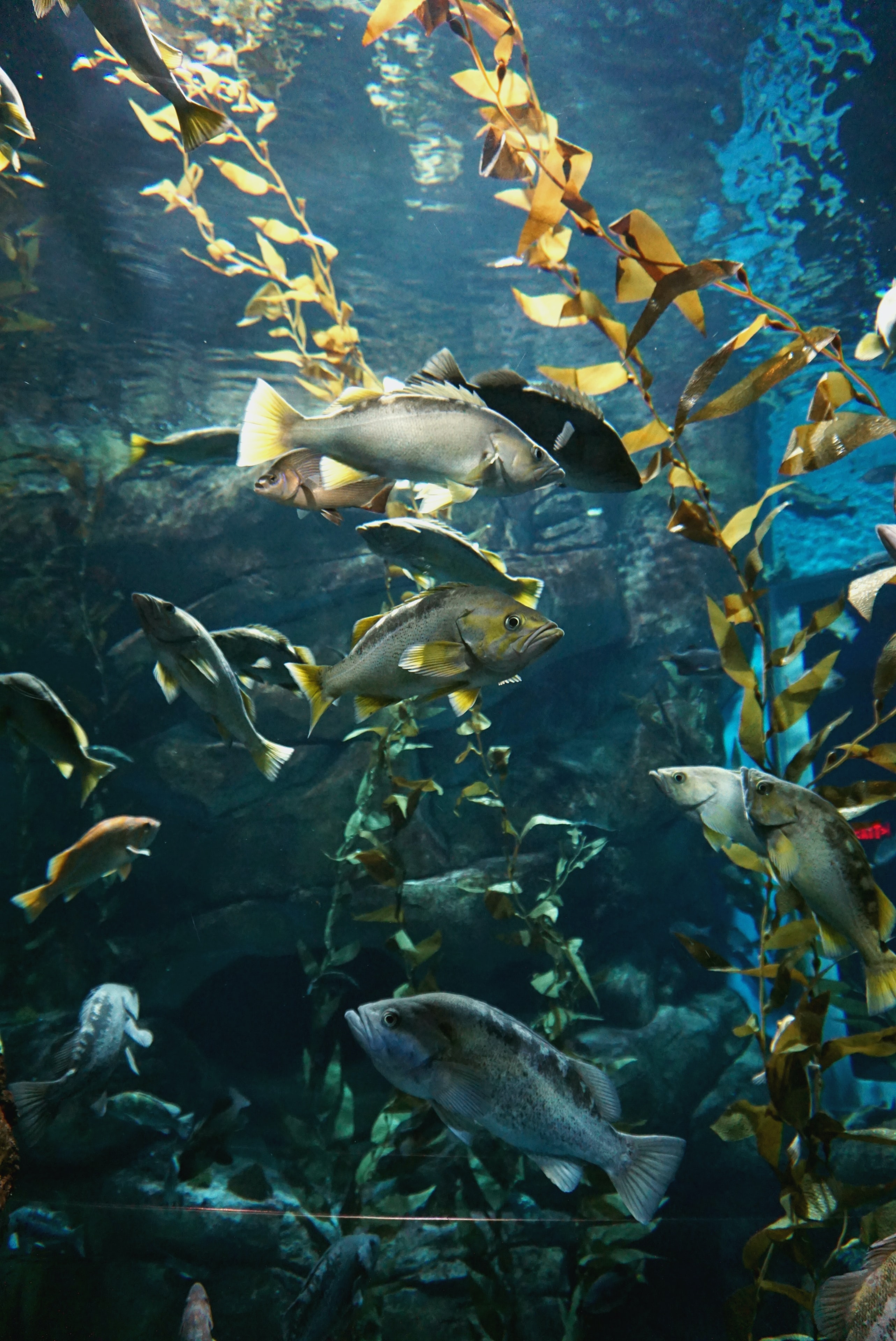 aquarium, fishes, animals, water, seaweed, algae