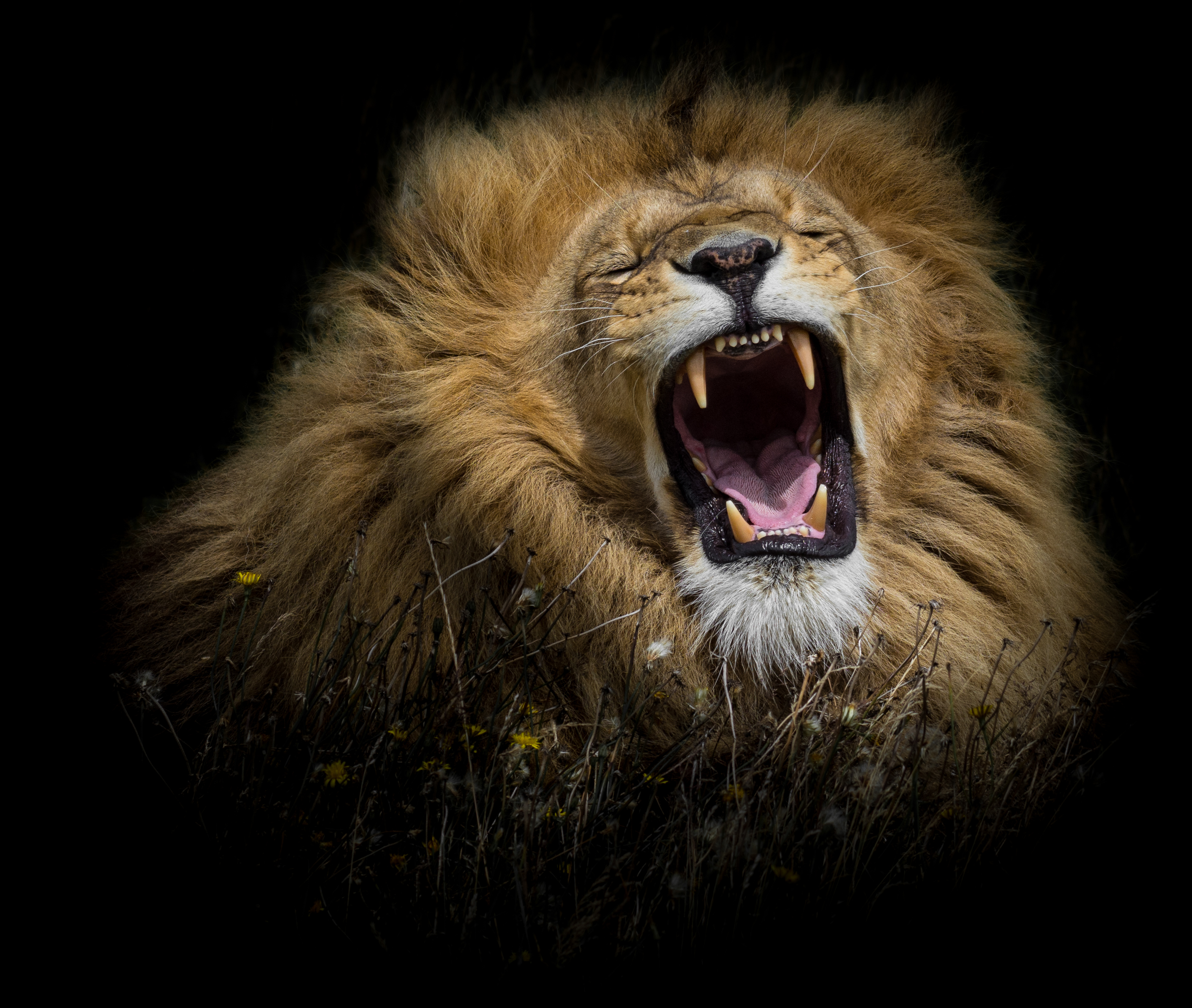animal, lion, face, roar, cats Aesthetic wallpaper