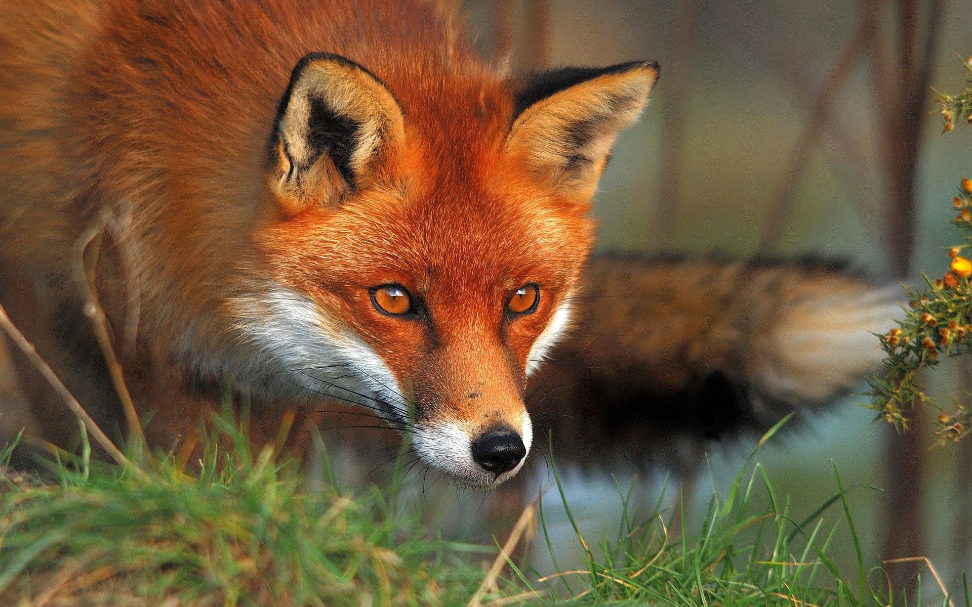 fox, grass, animals, fluffy, muzzle Phone Background