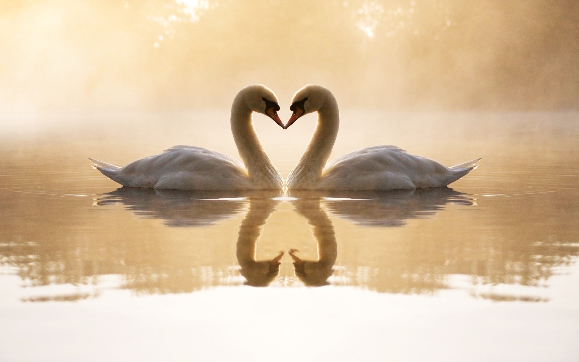animal, mute swan, bird, heart, love, reflection, swan, birds