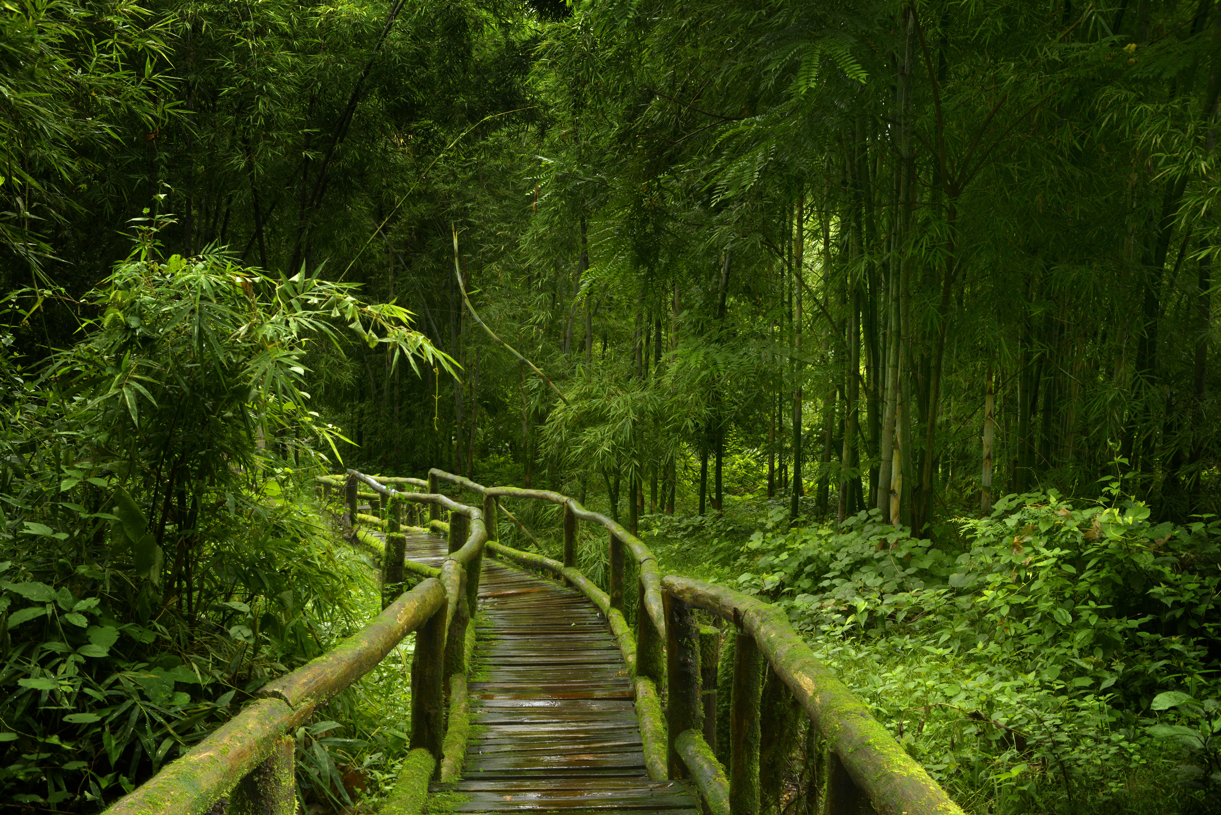 813675 descargar fondo de pantalla hecho por el hombre, paseo, bambú, bosque, verdor, naturaleza, camino: protectores de pantalla e imágenes gratis