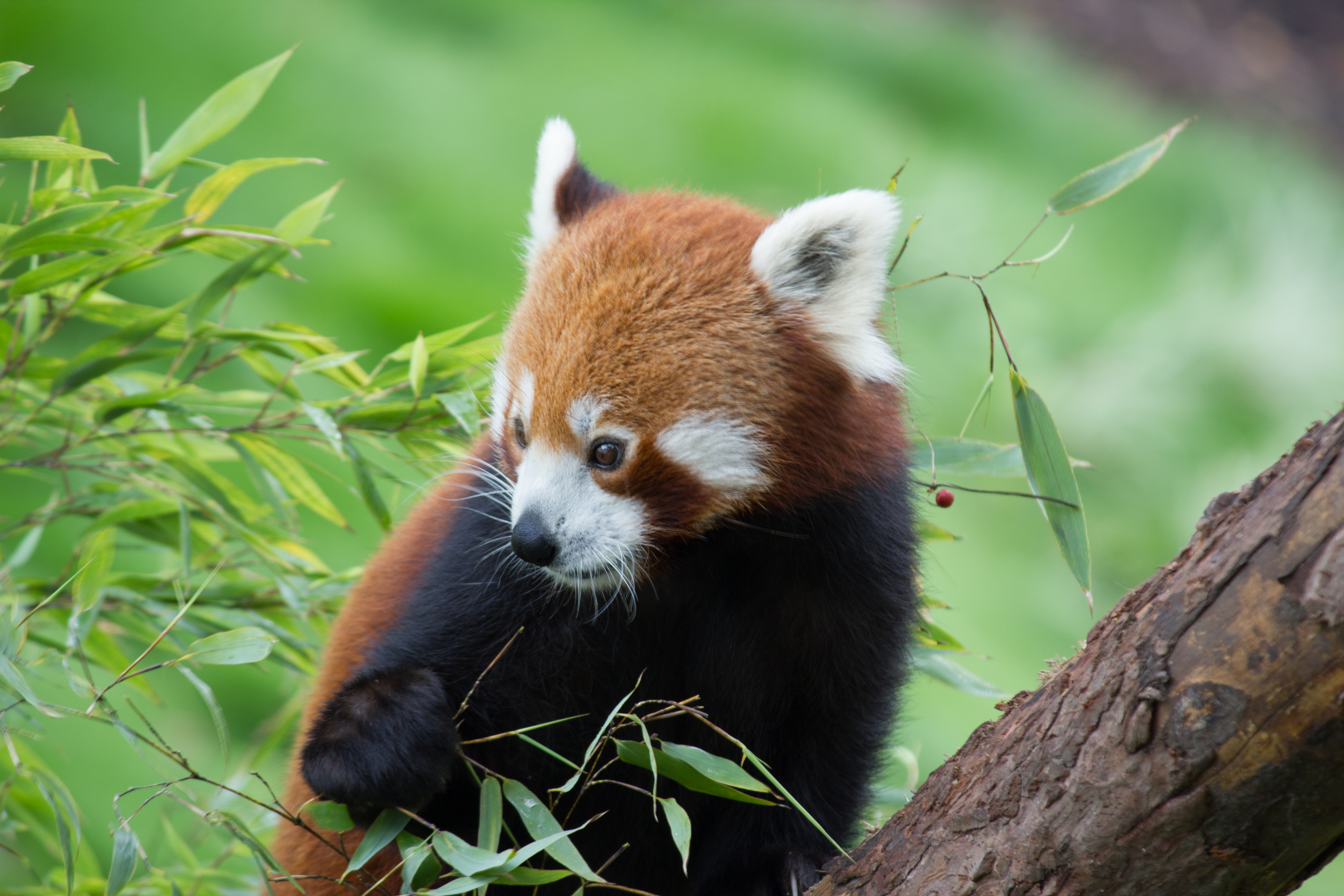 Download mobile wallpaper Animals, Sweetheart, Animal, Nice, Red Panda, Bamboo for free.