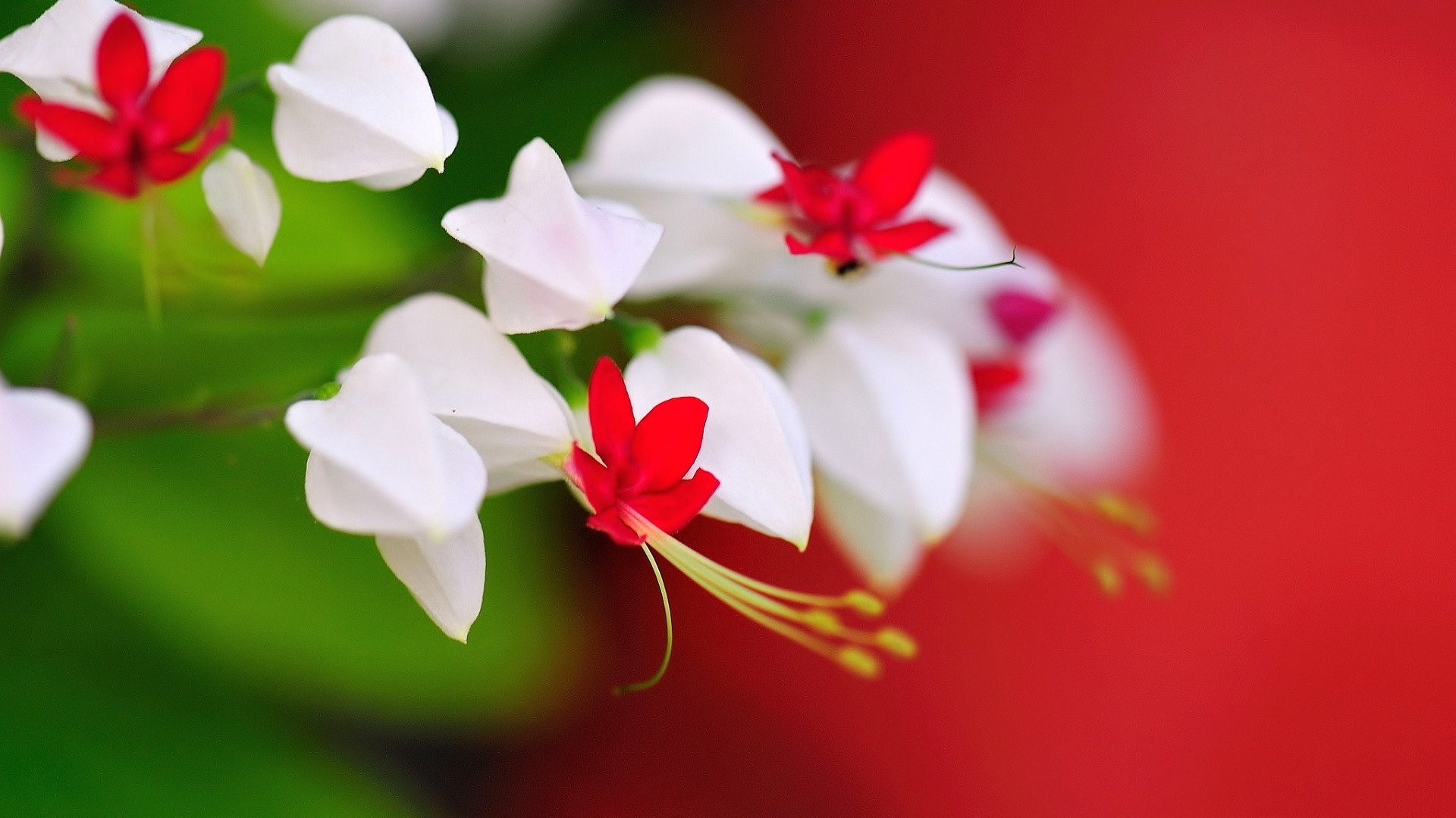 Красно белые цветы