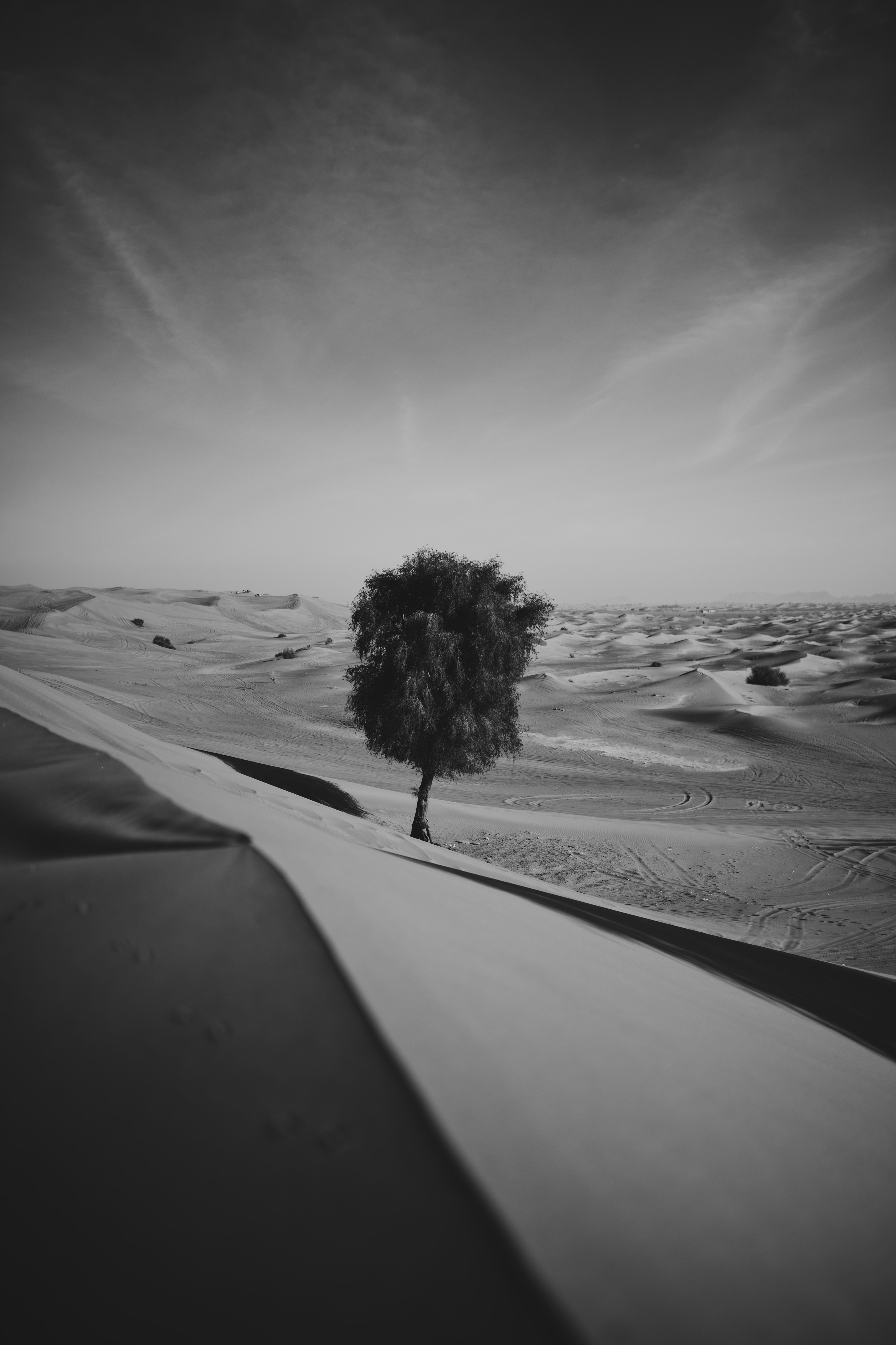 144251 Hintergrundbild herunterladen natur, sand, wüste, holz, baum, bw, chb, allein, einsam, dünen, links - Bildschirmschoner und Bilder kostenlos