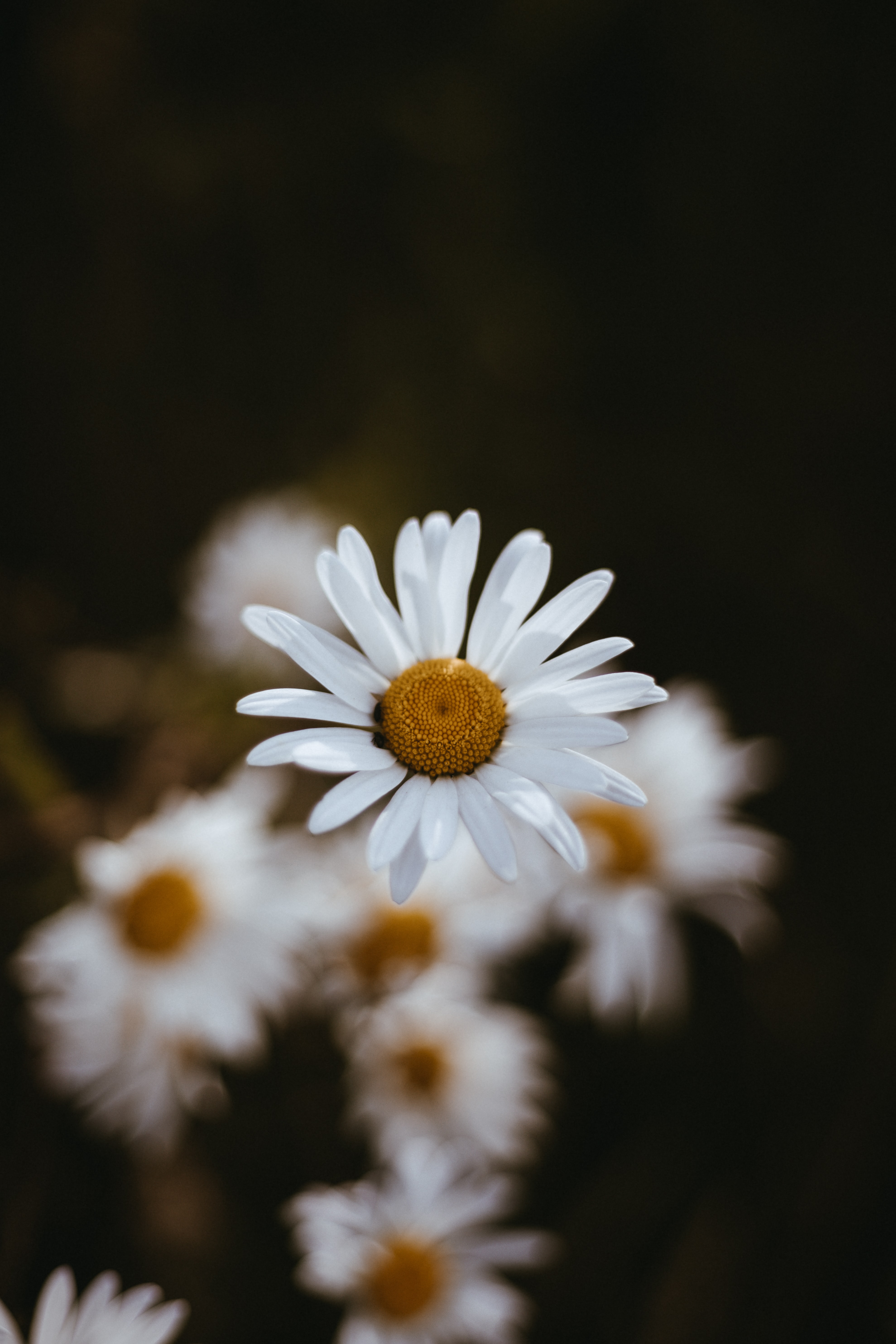 Download mobile wallpaper Chamomile, Petals, Macro, Flowers, Camomile, Focus for free.
