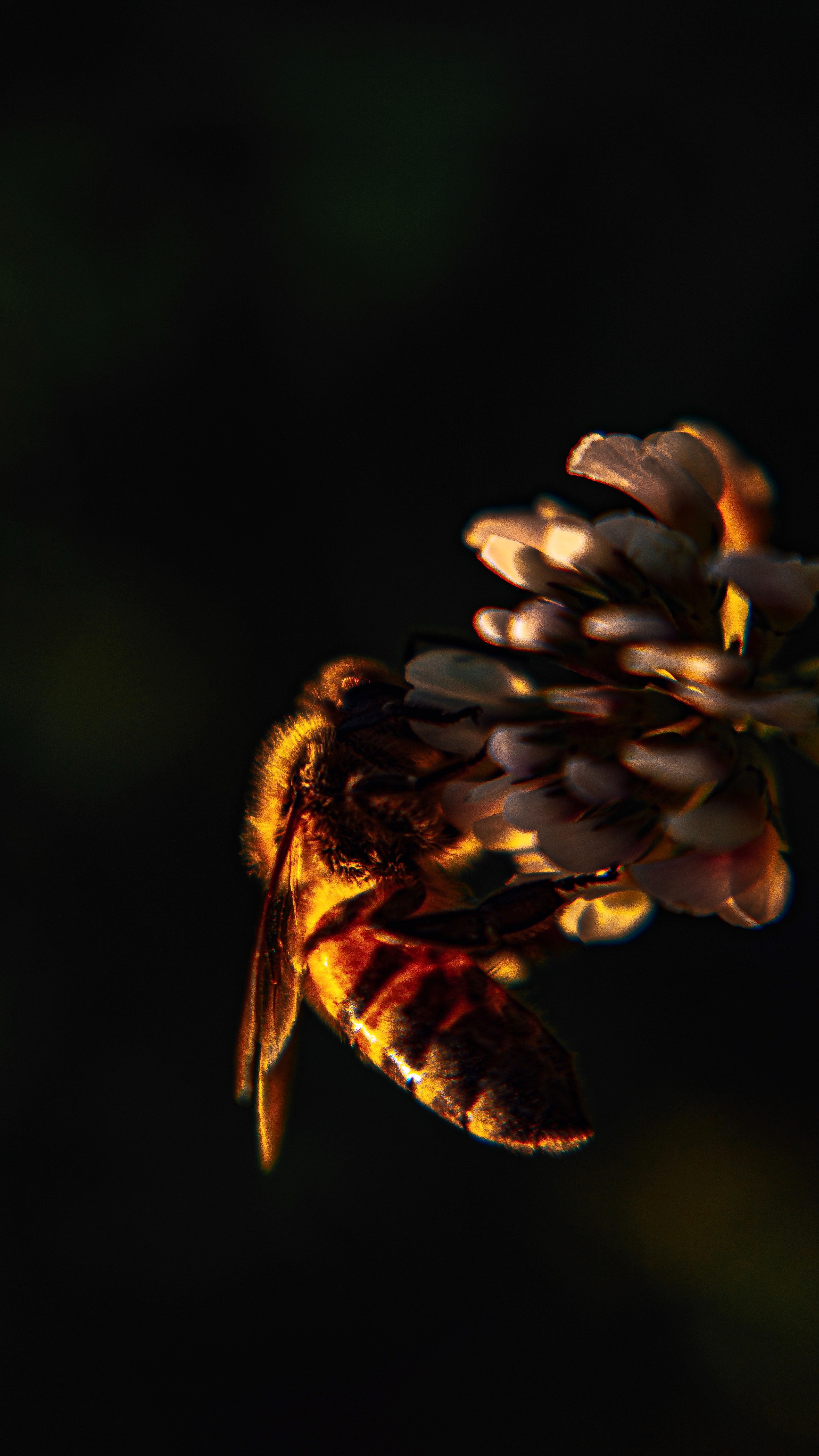 100386 скачать обои пчела, макро, клевер, насекомое, цветок - заставки и картинки бесплатно