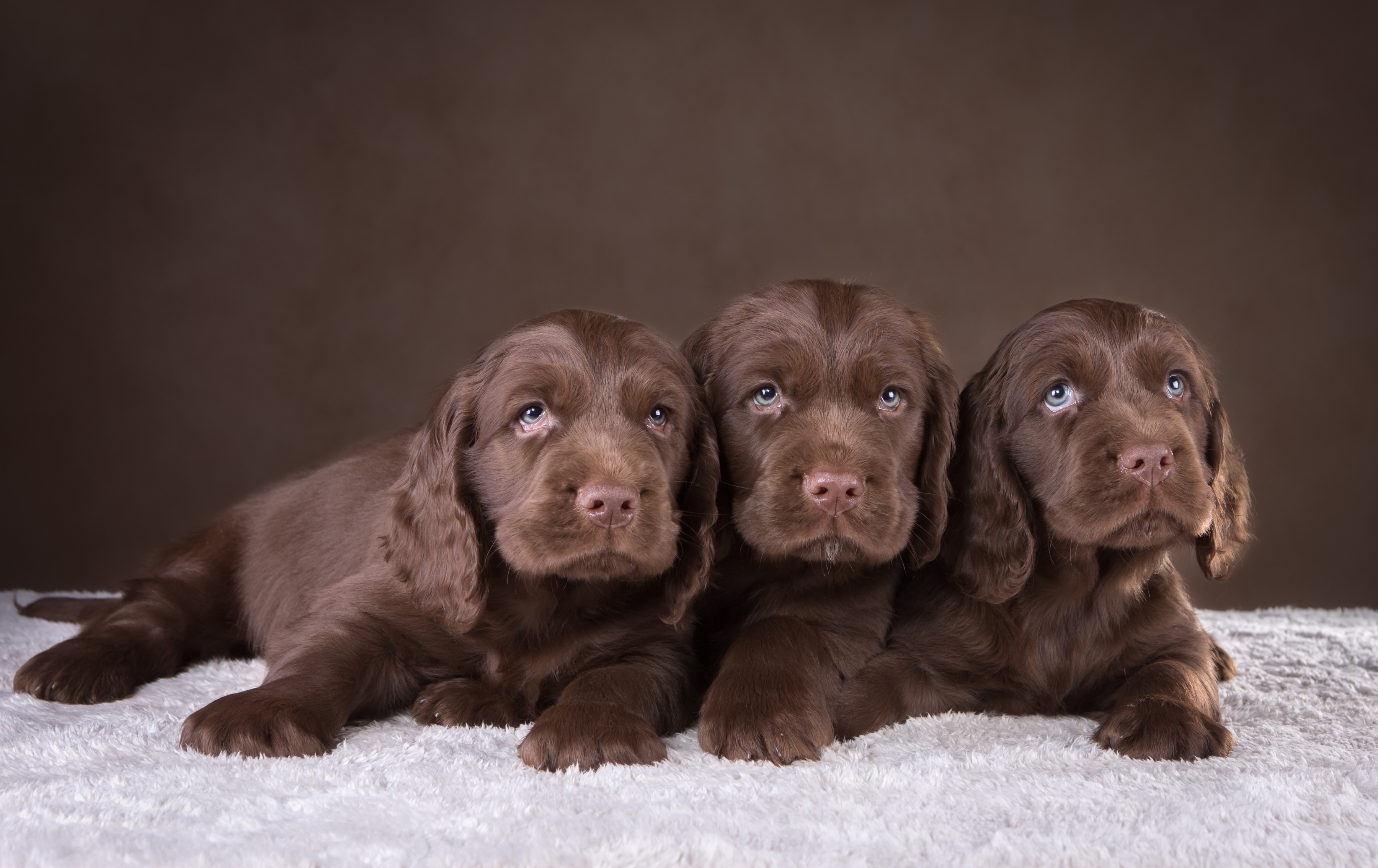 Download mobile wallpaper Dogs, Spaniel, Dog, Muzzle, Brown, Animal, Puppy, Baby Animal for free.