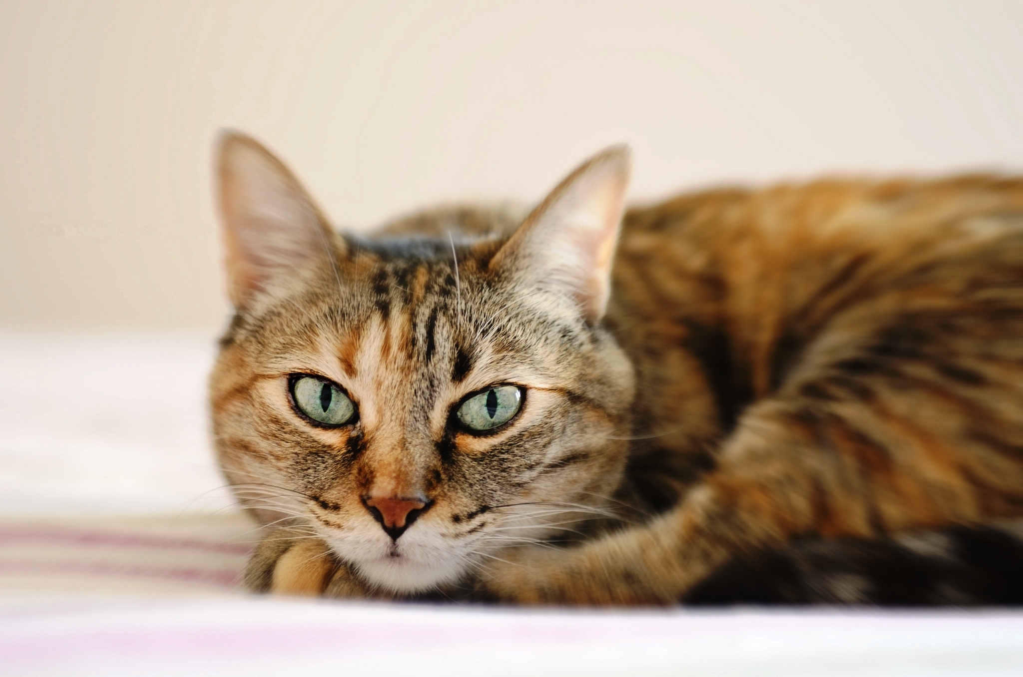 Картинка кошки фото