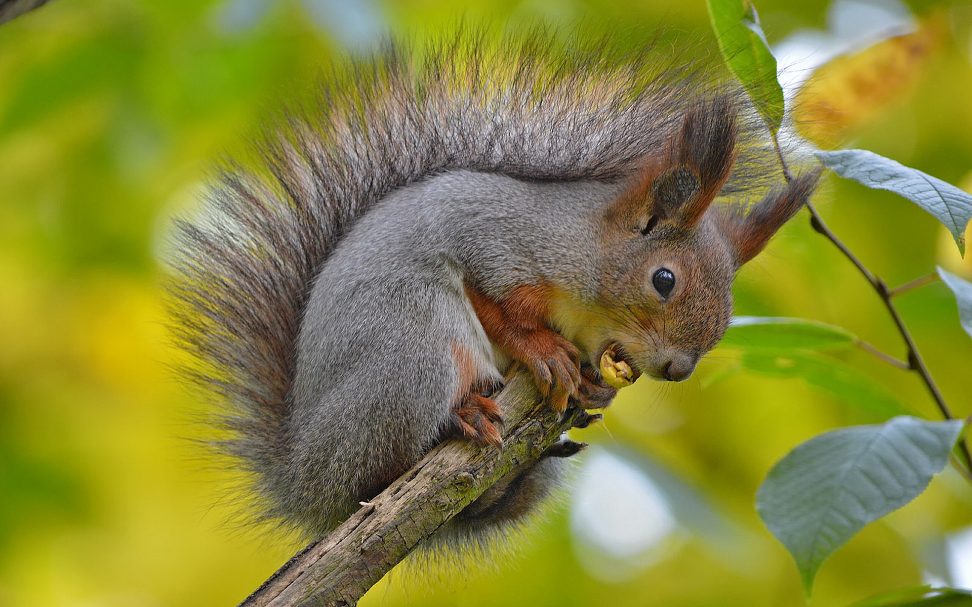 869759 Bild herunterladen tiere, eichhörnchen, nagetier - Hintergrundbilder und Bildschirmschoner kostenlos