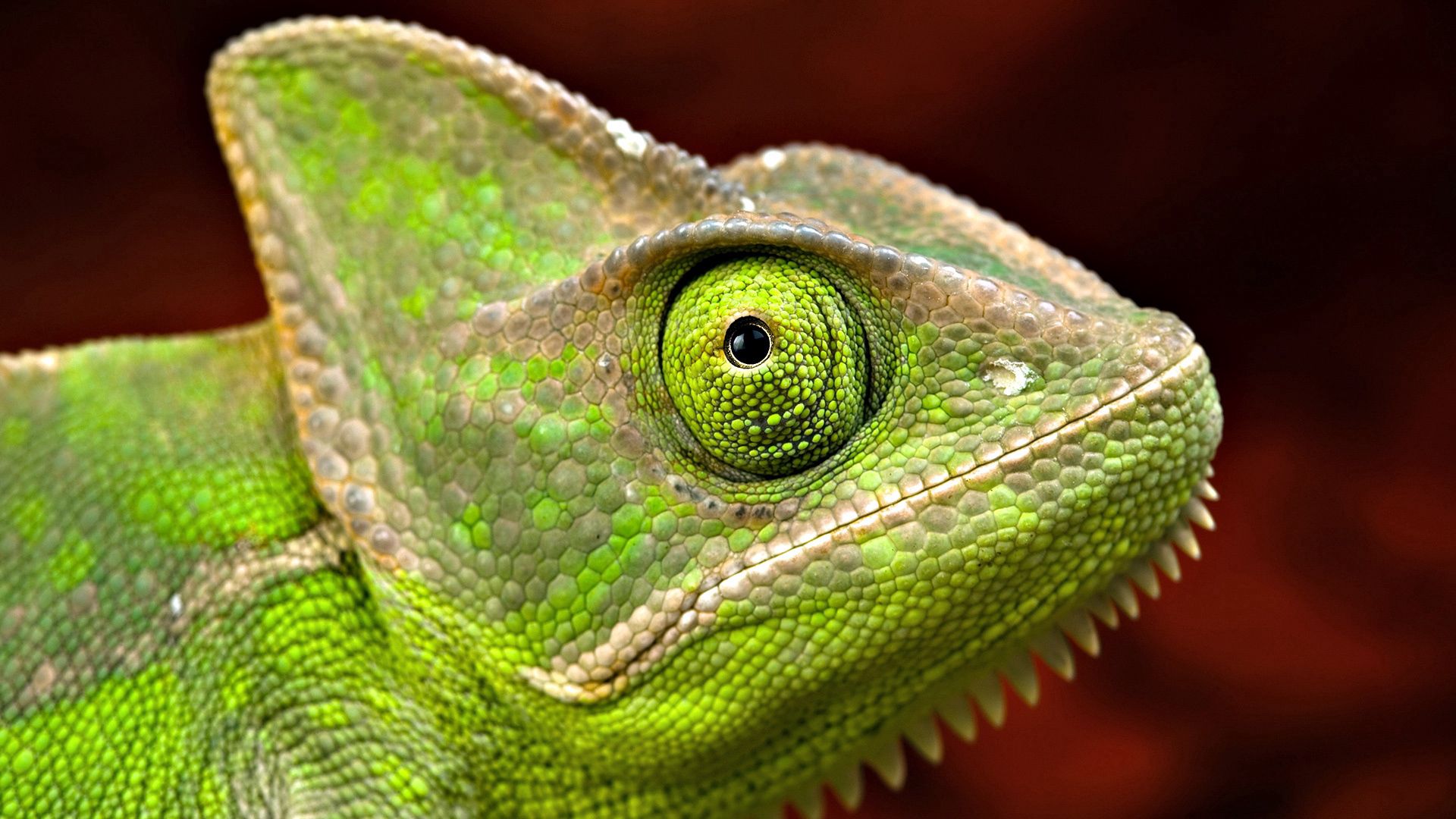 animals, eyes, head, scales, scale, iguana