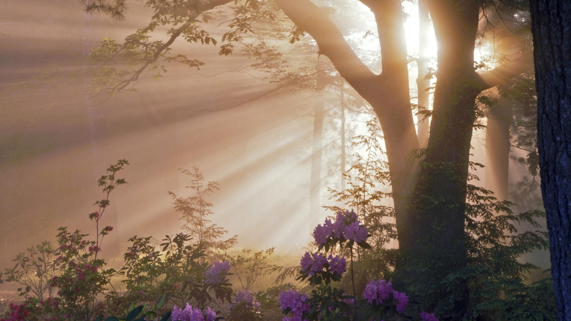 Солнце утро цветы лес