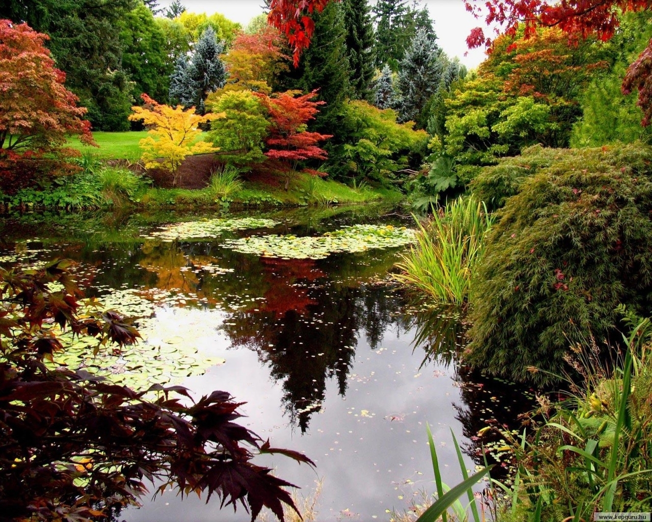 免费下载植物, 景观, 水, 河, 秋手机壁纸。