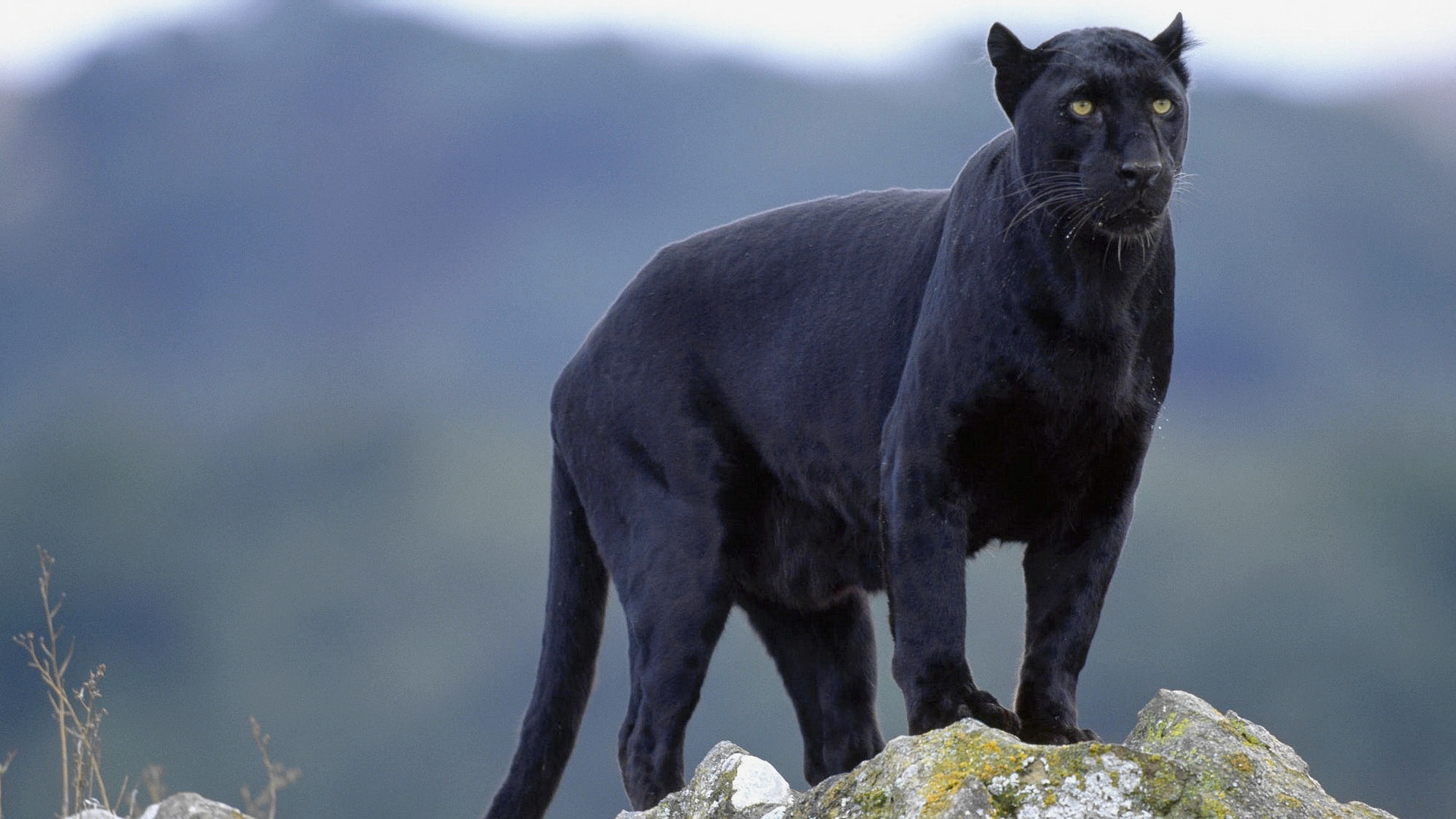 panther, black panther, cats, animal