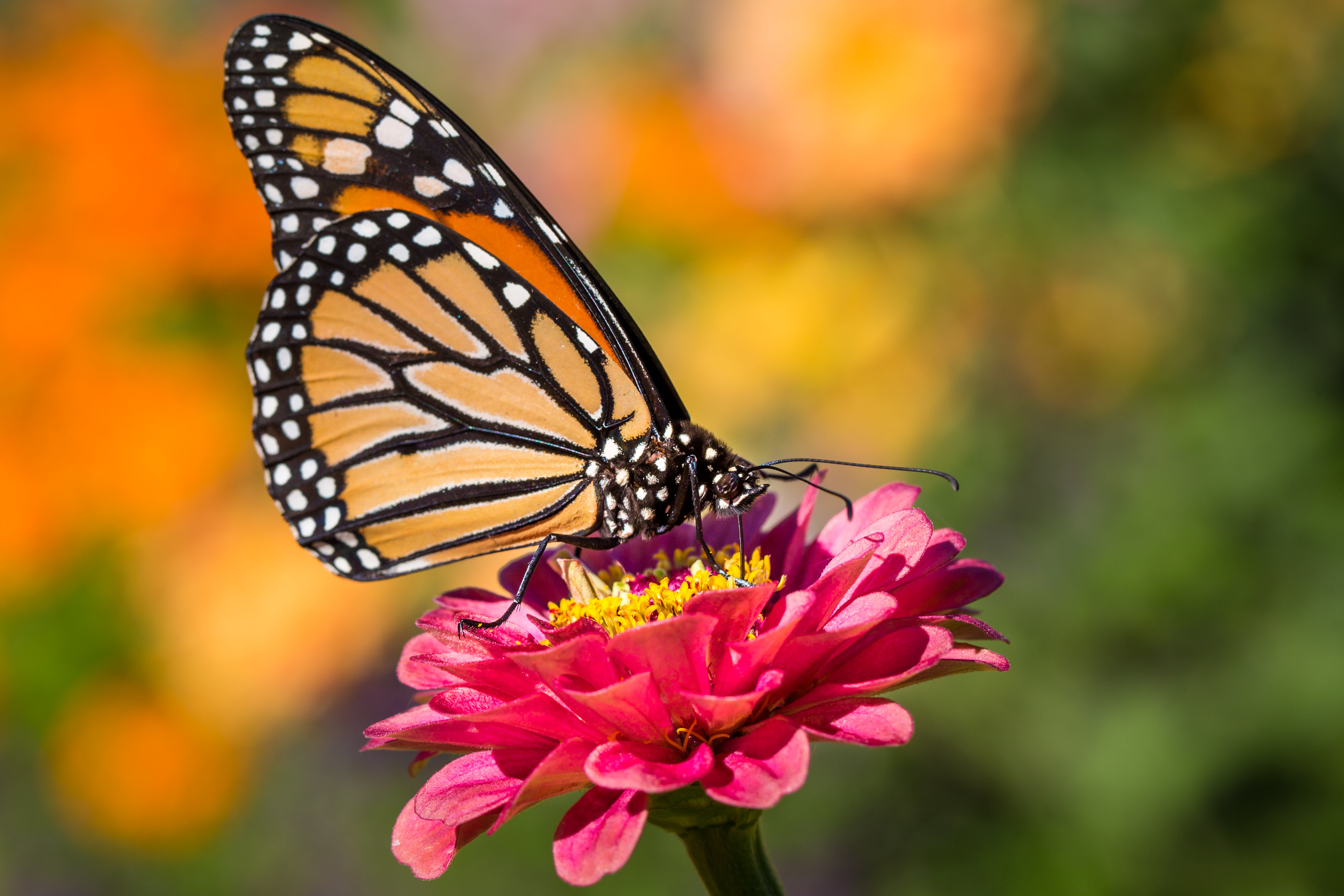 1014897 скачать обои животные, бабочка, насекомое, макро, бабочка монарх - заставки и картинки бесплатно