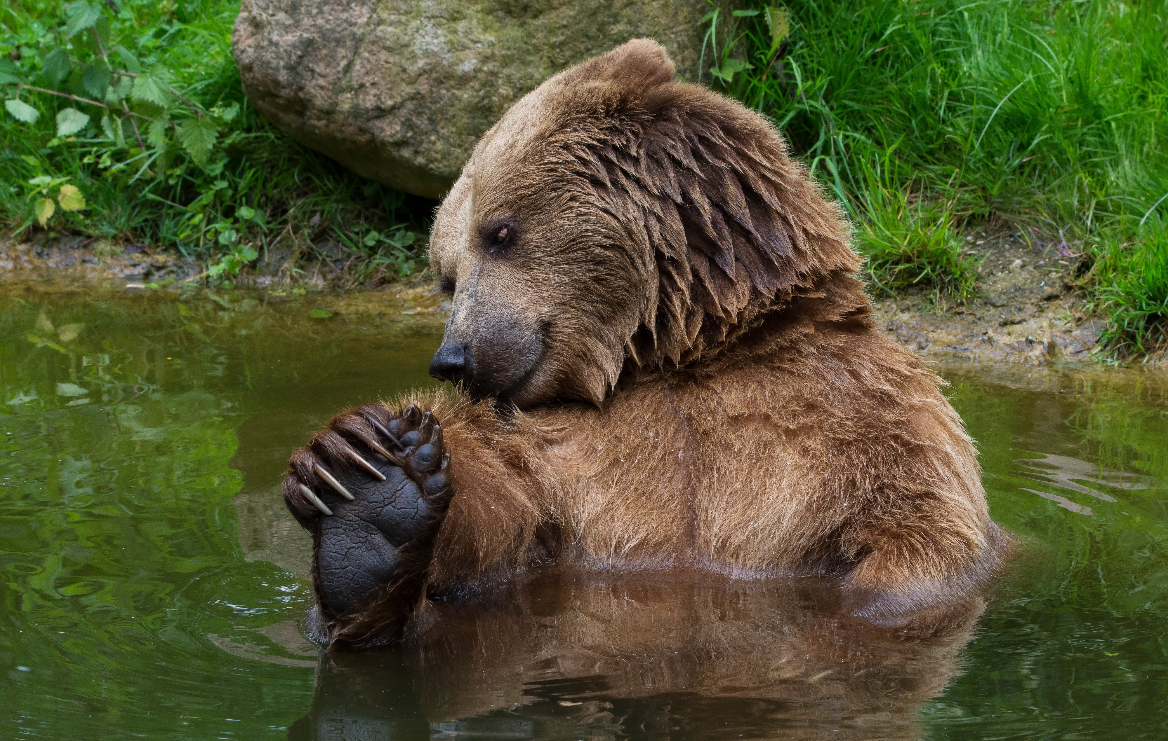 Животные купаются. Медведь Гризли. Красивый медведь. Бурый медведь. Медведь в природе.
