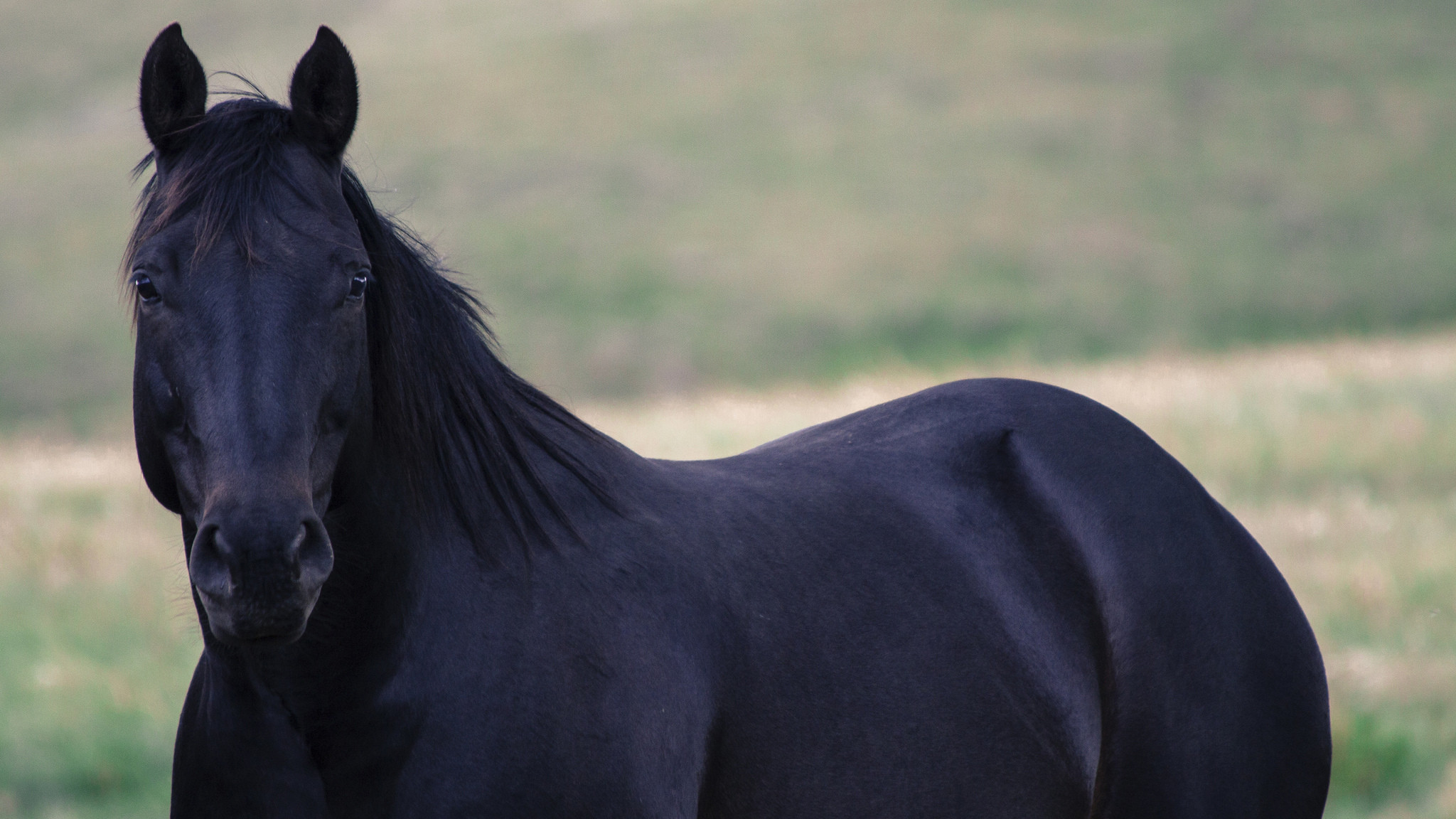 Черная Вороная лошадь