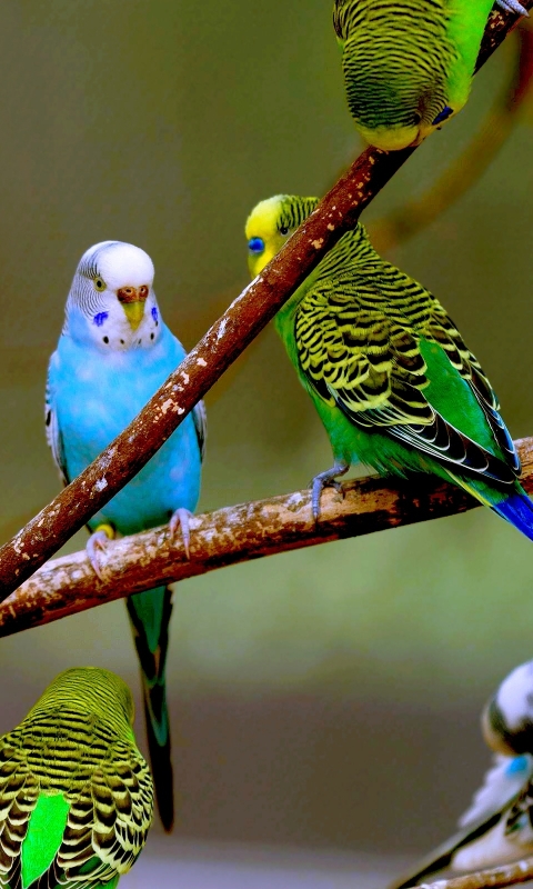 HD wallpaper: budgie, pair, birds, animal world, parakeets, pets, together  | Wallpaper Flare