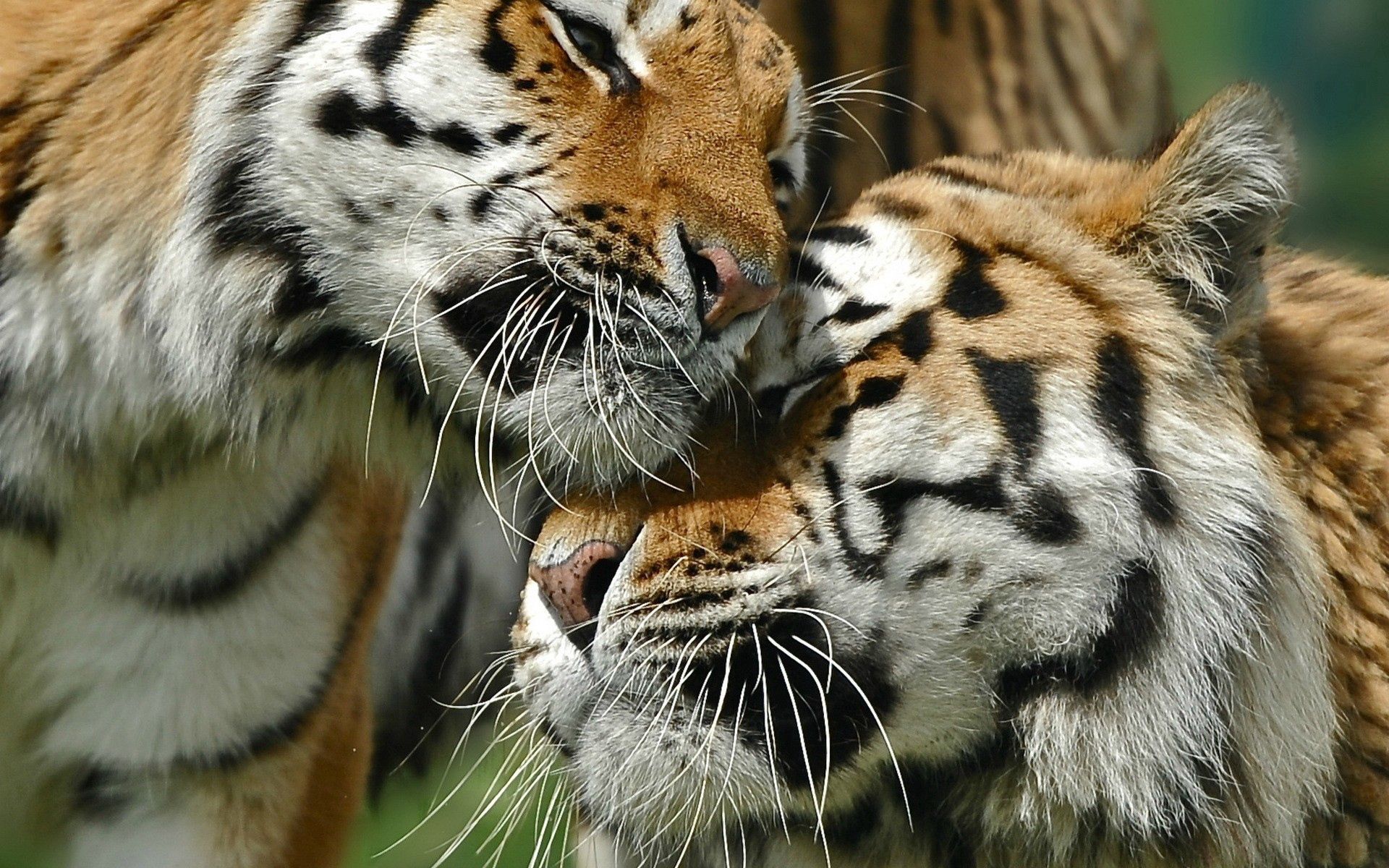 141057 Bild herunterladen tiere, tigers, liebe, paar, große katze, big cat, pflege - Hintergrundbilder und Bildschirmschoner kostenlos