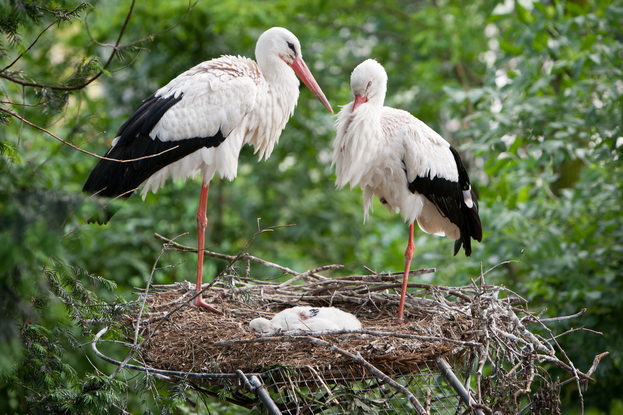 animal, white stork, birds