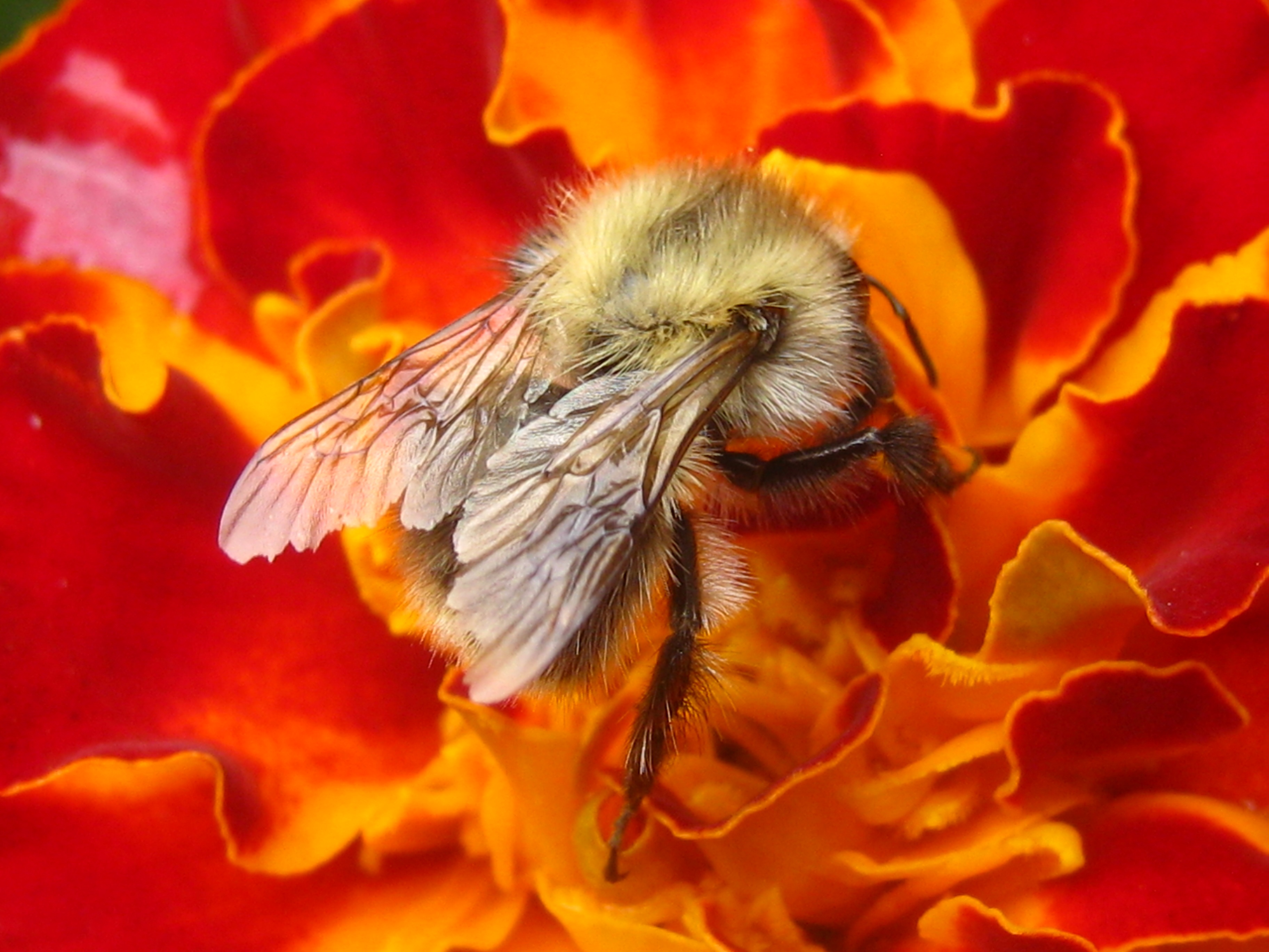146719 скачать картинку макро, цветок, насекомое, пчела, опыление, нектар - обои и заставки бесплатно