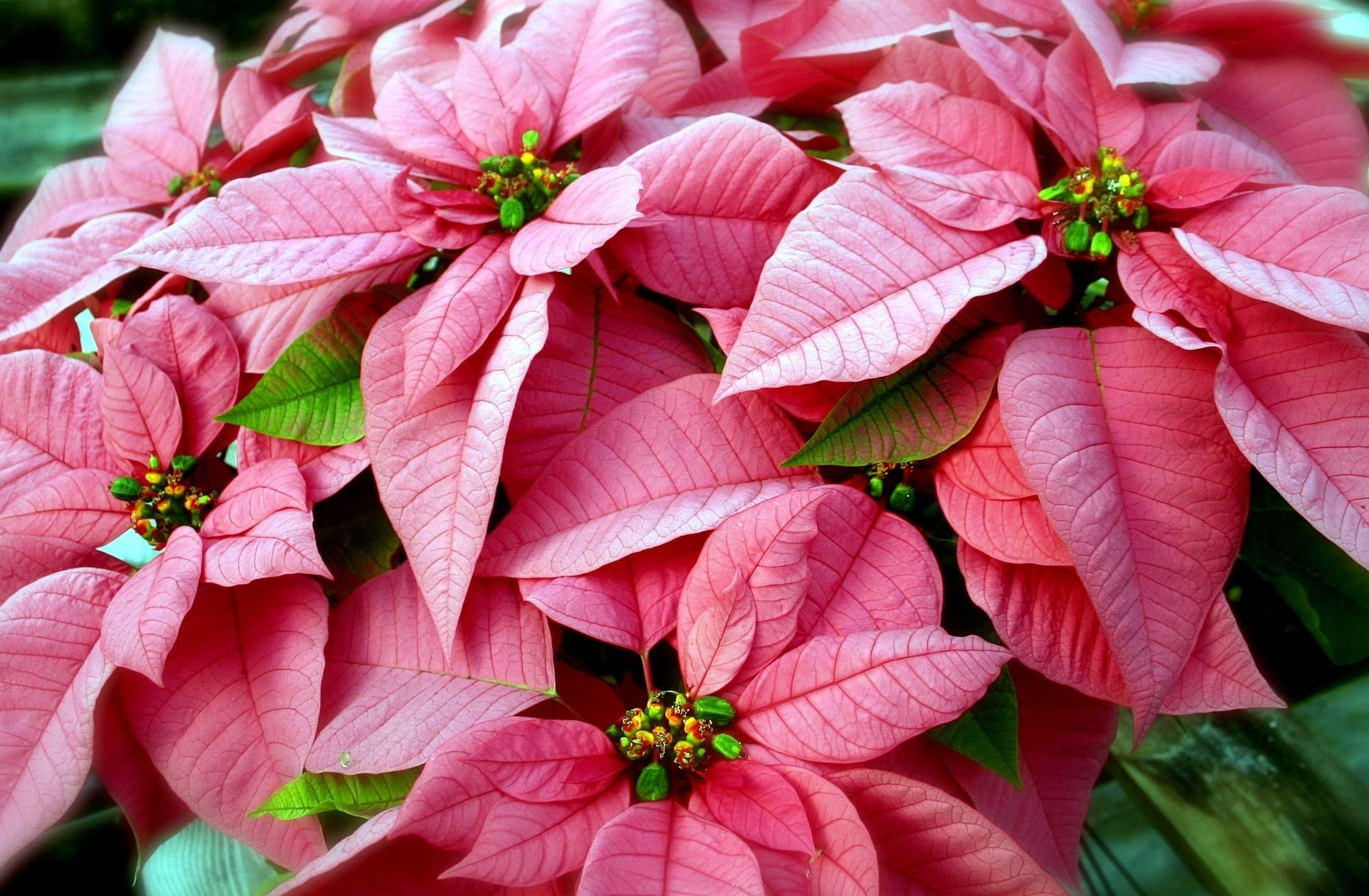poinsettia, flowers, pink, close up