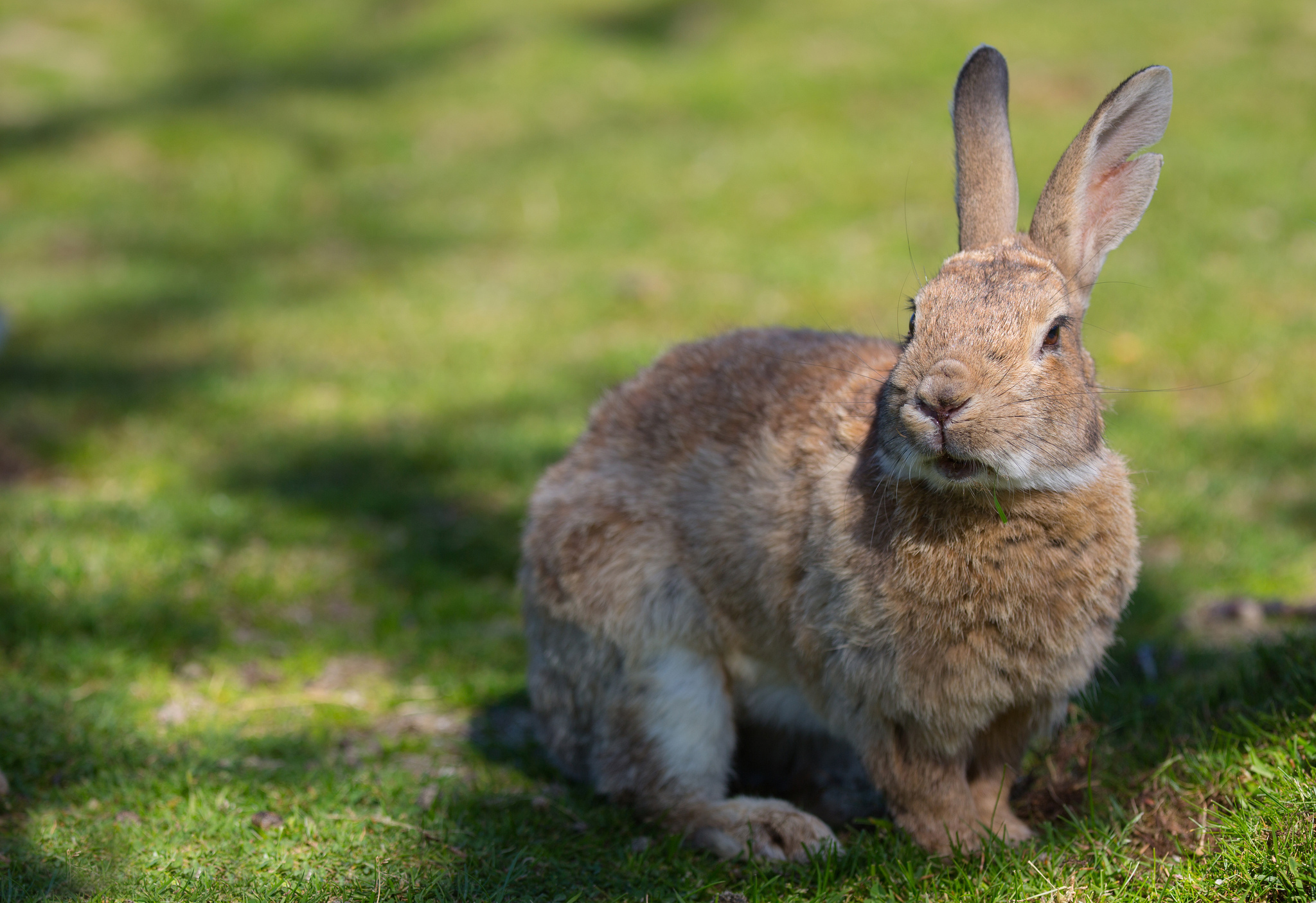 Download mobile wallpaper Ears, Animals, Grass, Shadow, Rabbit for free.