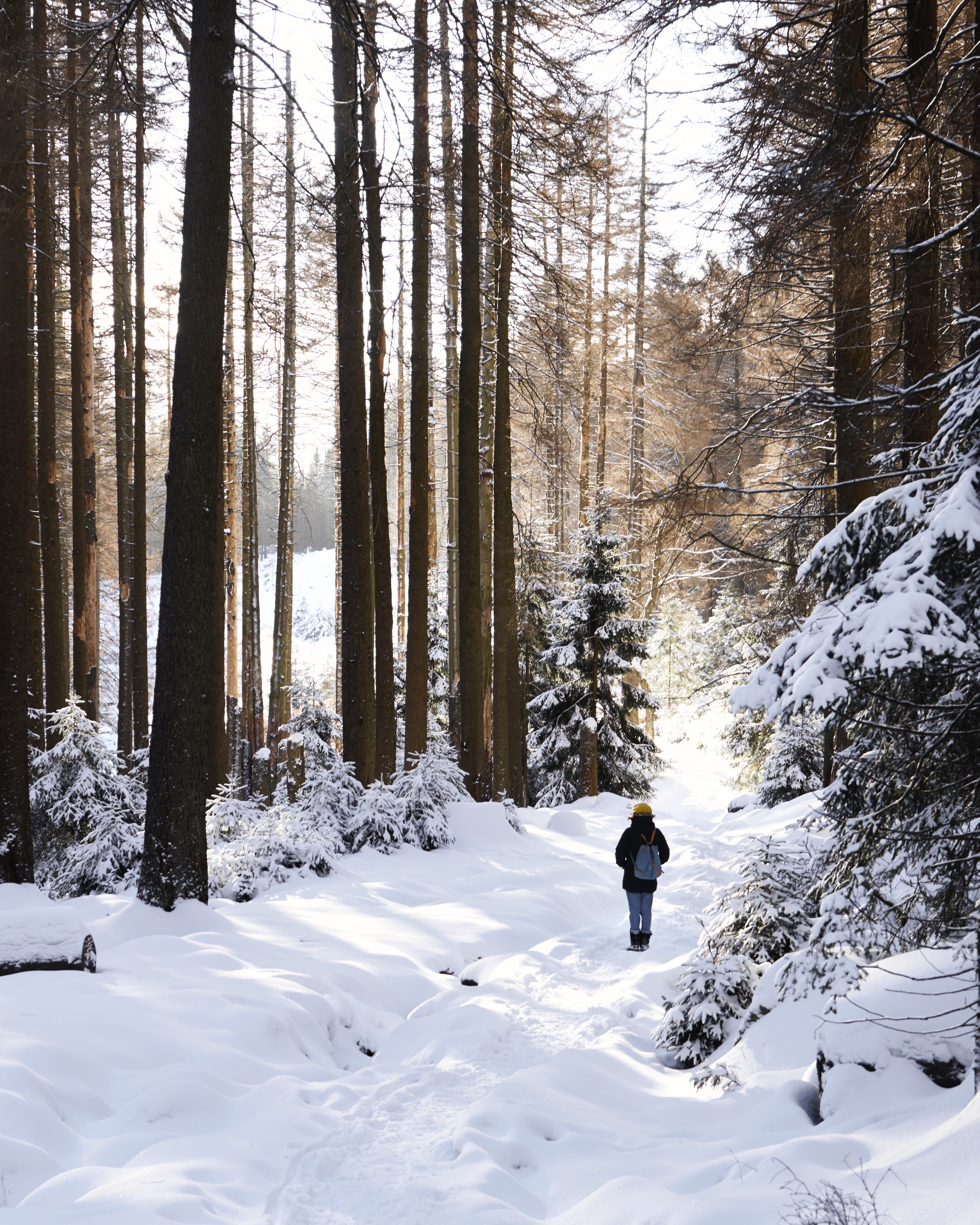 forest, snow, winter, nature, trees, privacy, seclusion, stroll
