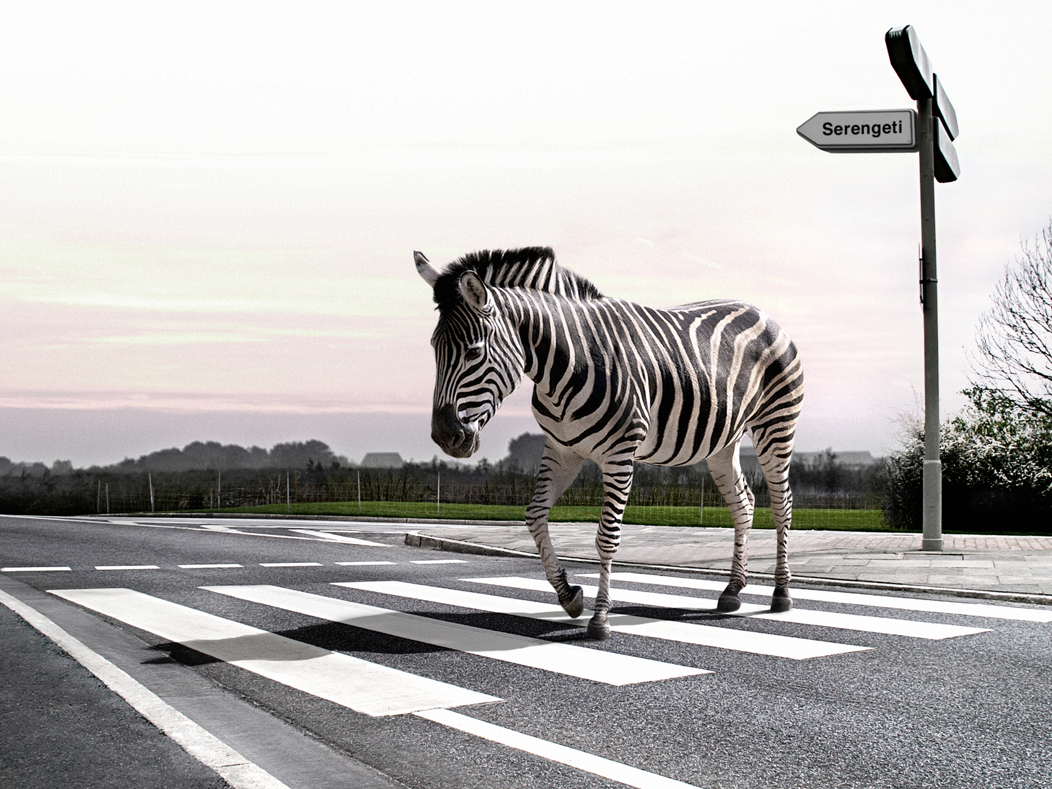 Mobile wallpaper zebra, animal