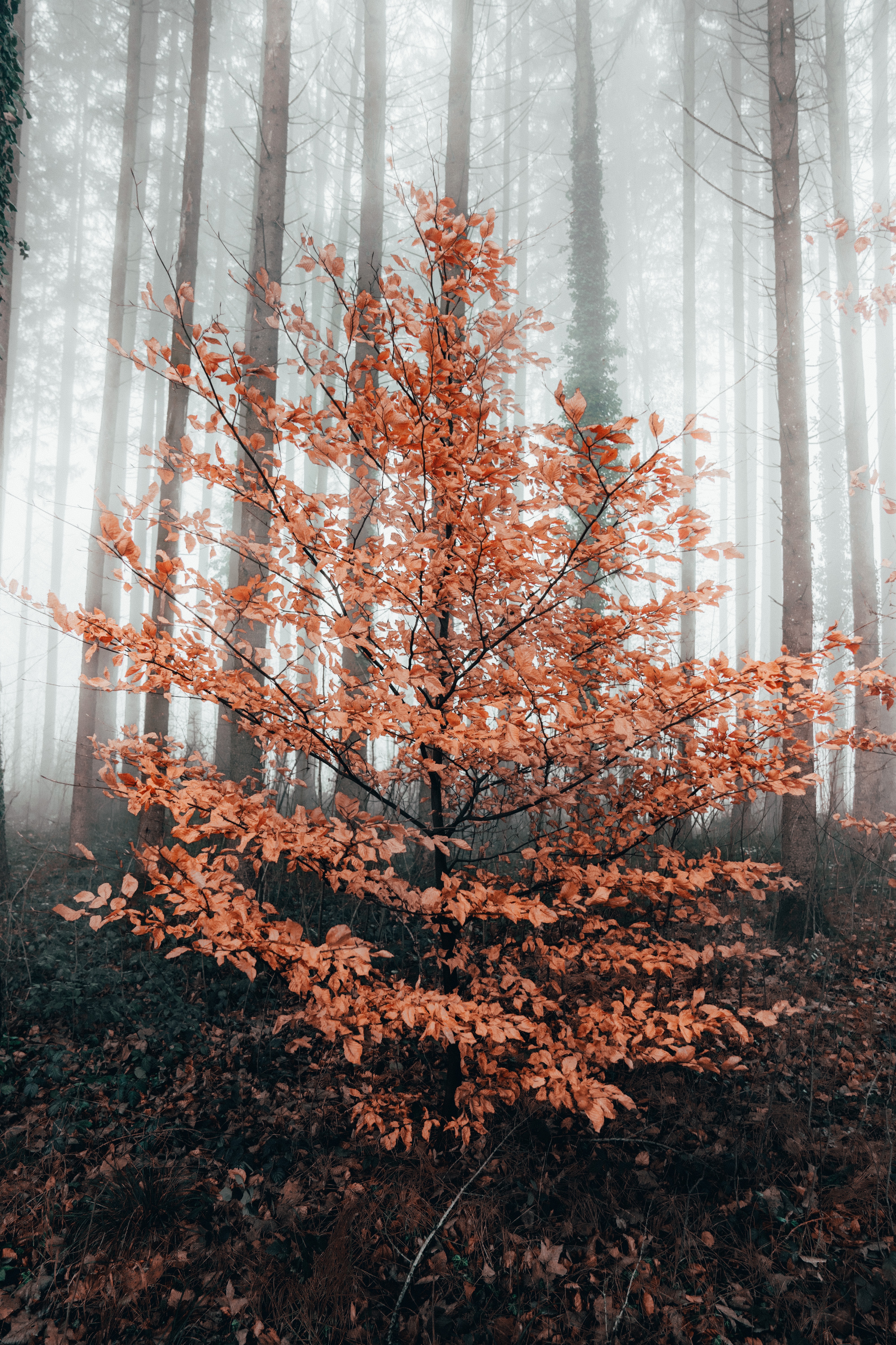 Скачать картинку Дерево, Туман, Лес, Природа, Осень в телефон бесплатно.
