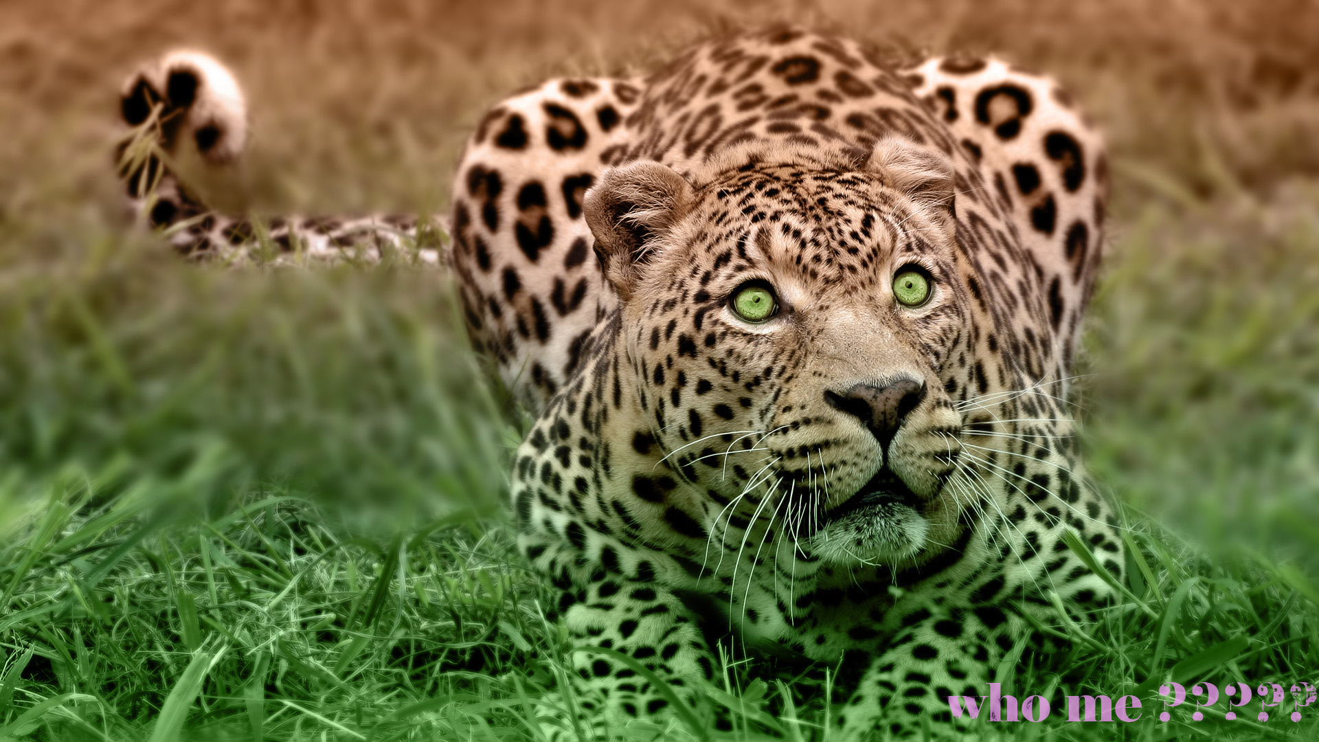 307381 Hintergrundbild herunterladen tiere, leopard, wild, natur, katzen - Bildschirmschoner und Bilder kostenlos