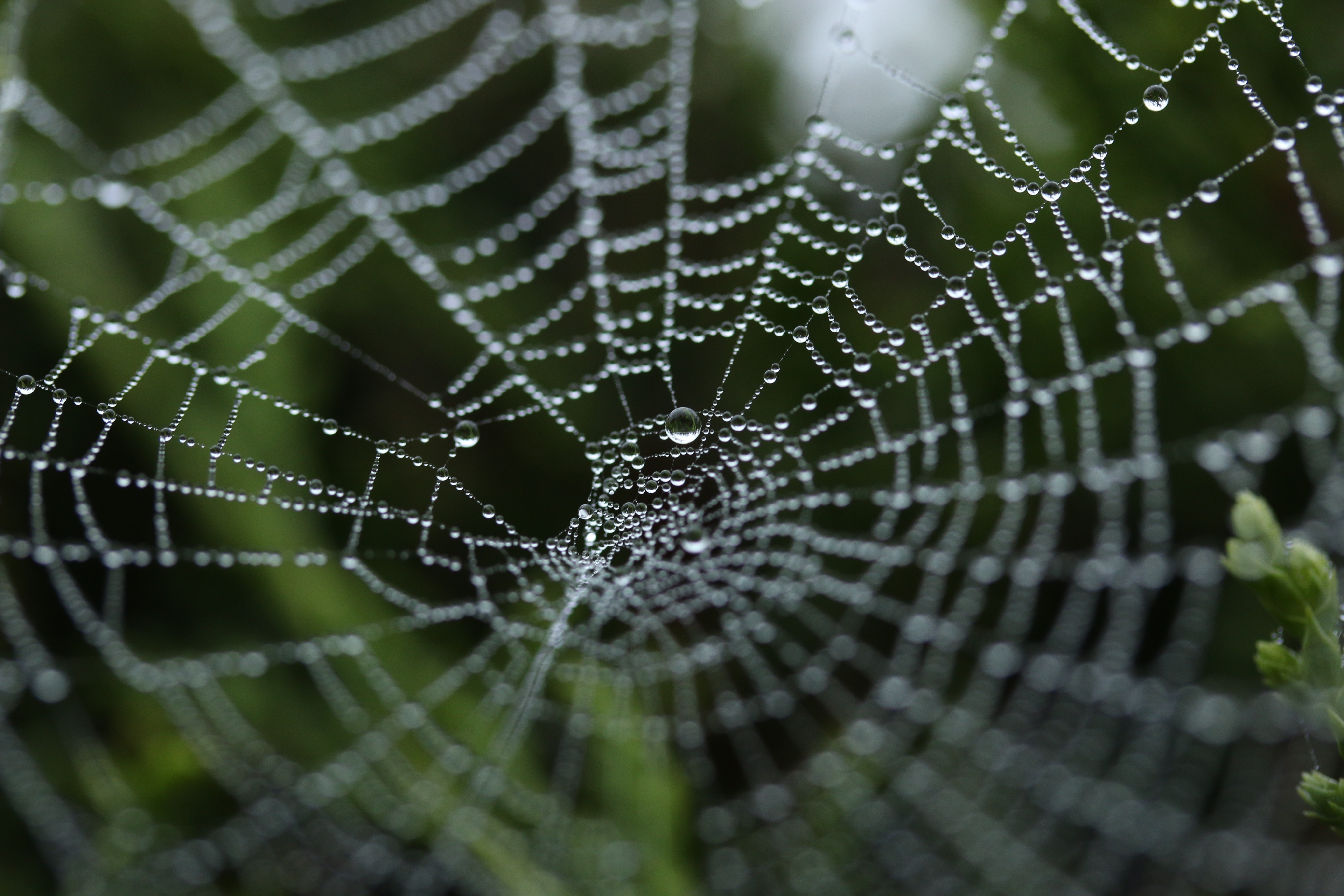 Spider web. Паутина. Самая красивая паутина. Паутина обои. Паутина крупным планом.