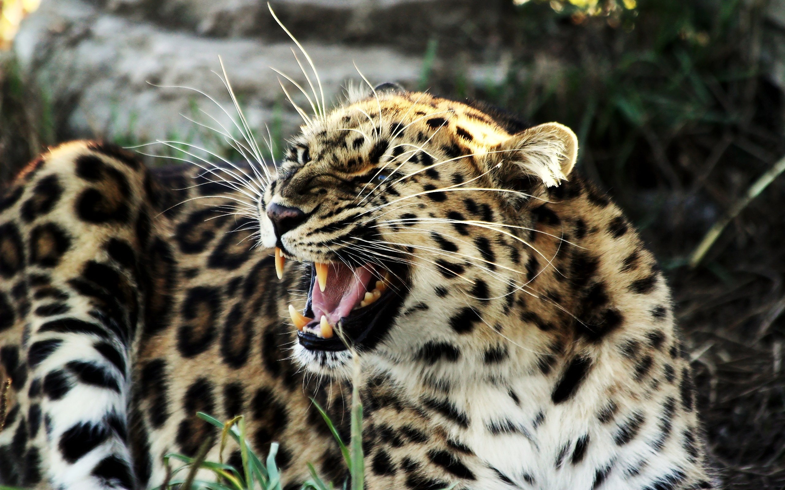 168025 Hintergrundbild herunterladen tiere, leopard, katzen - Bildschirmschoner und Bilder kostenlos