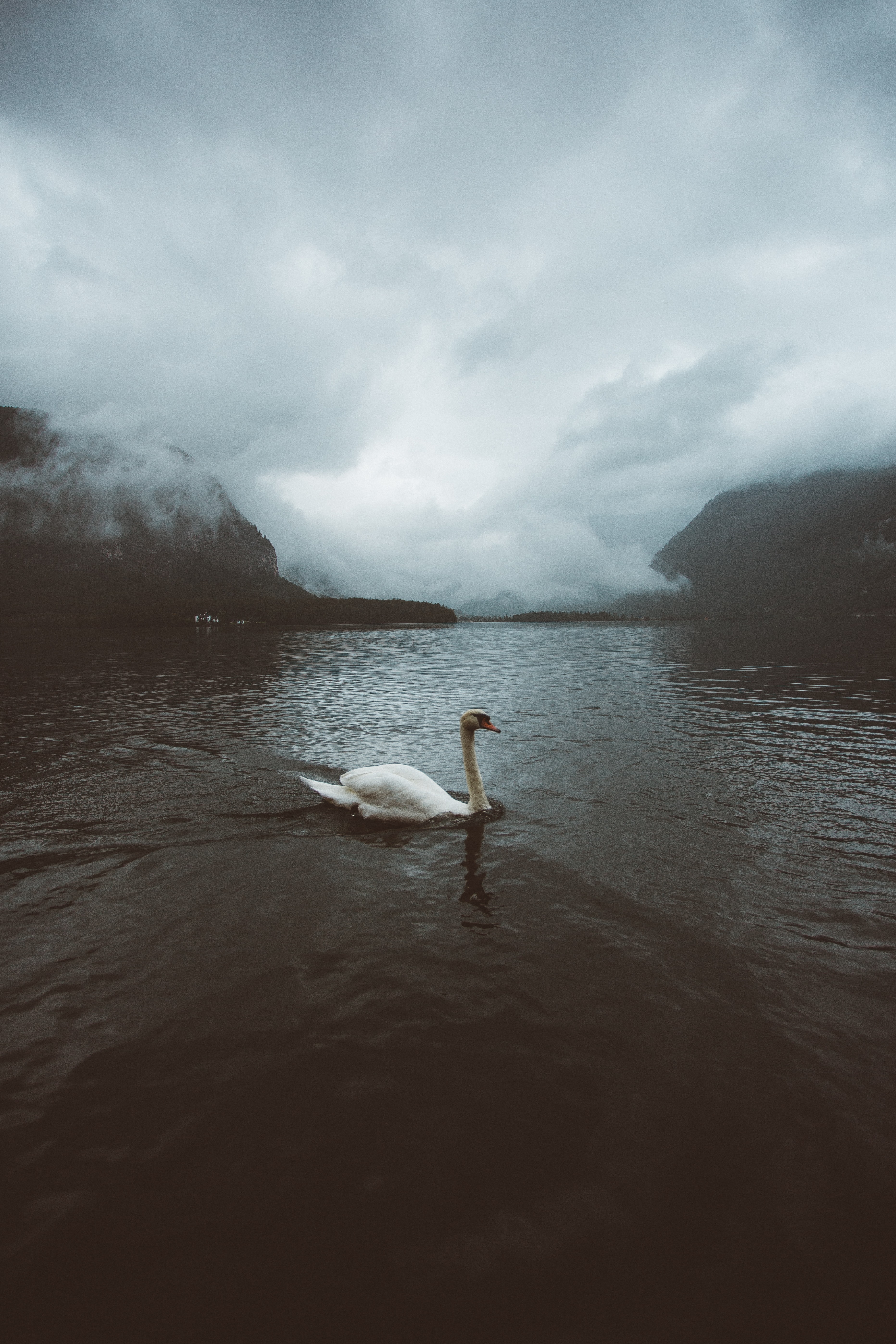 swan, nature, water, fog