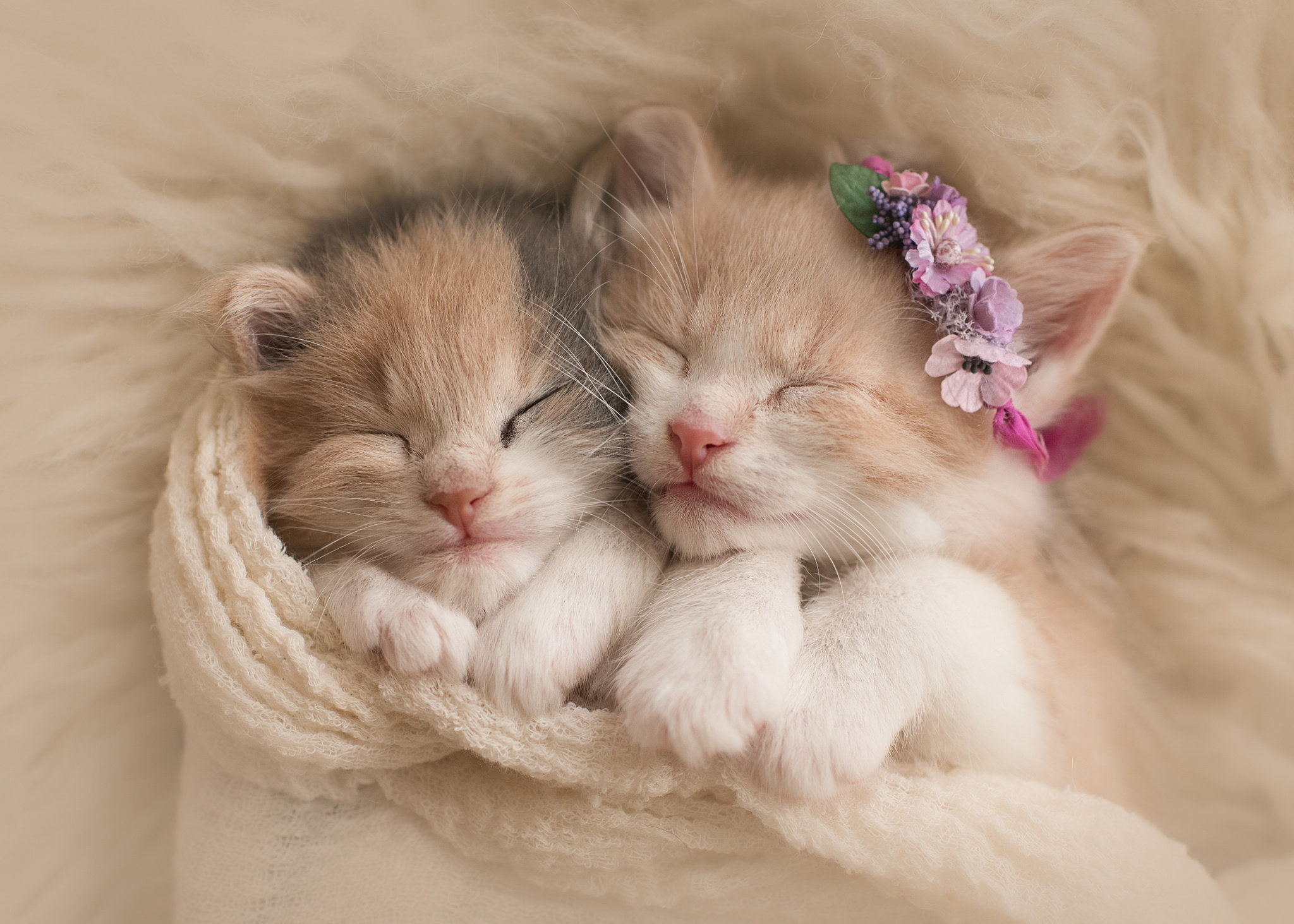 Download mobile wallpaper Cats, Cat, Kitten, Animal, Sleeping, Cute, Baby Animal for free.