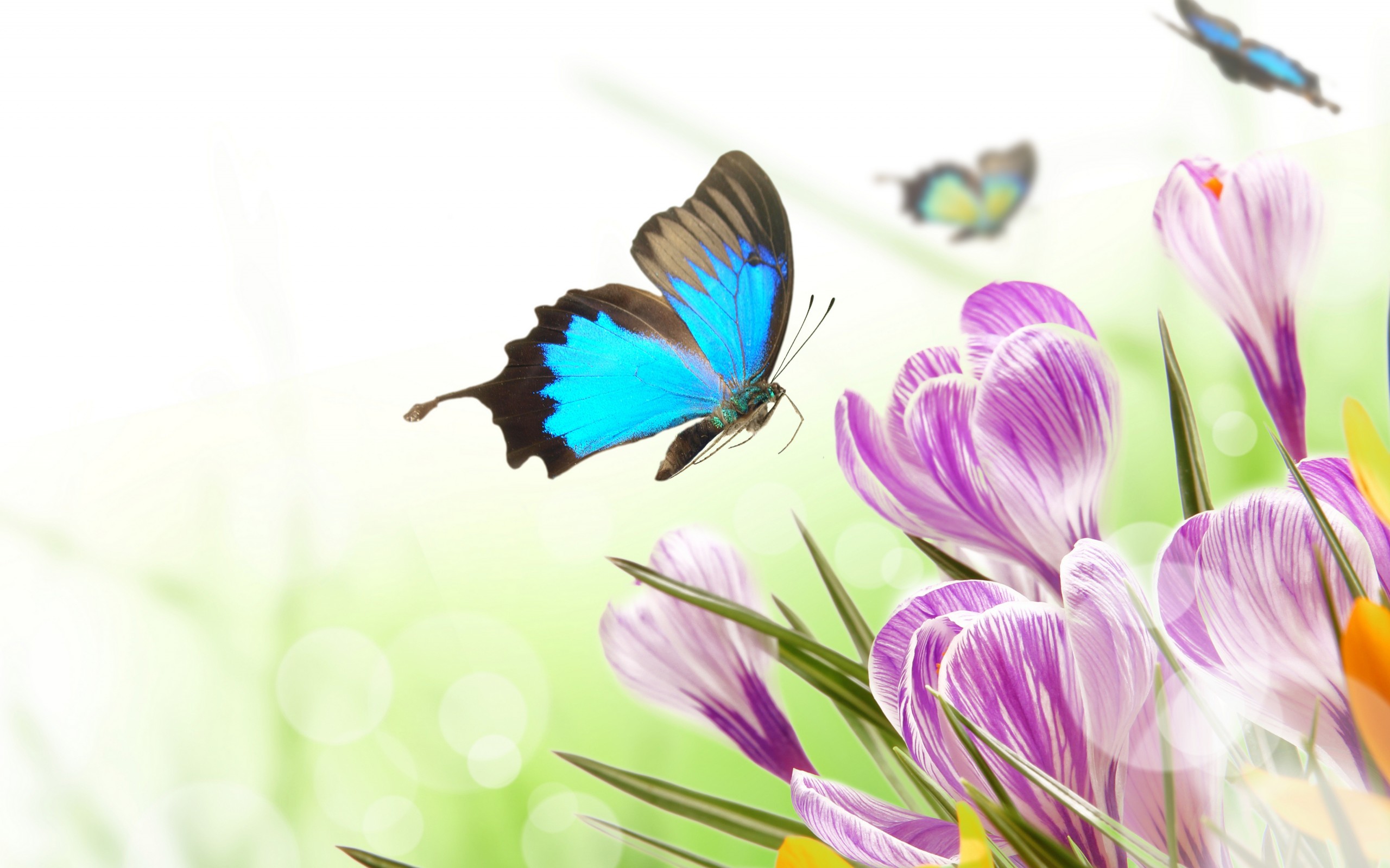 Цветы весенние и бабочки