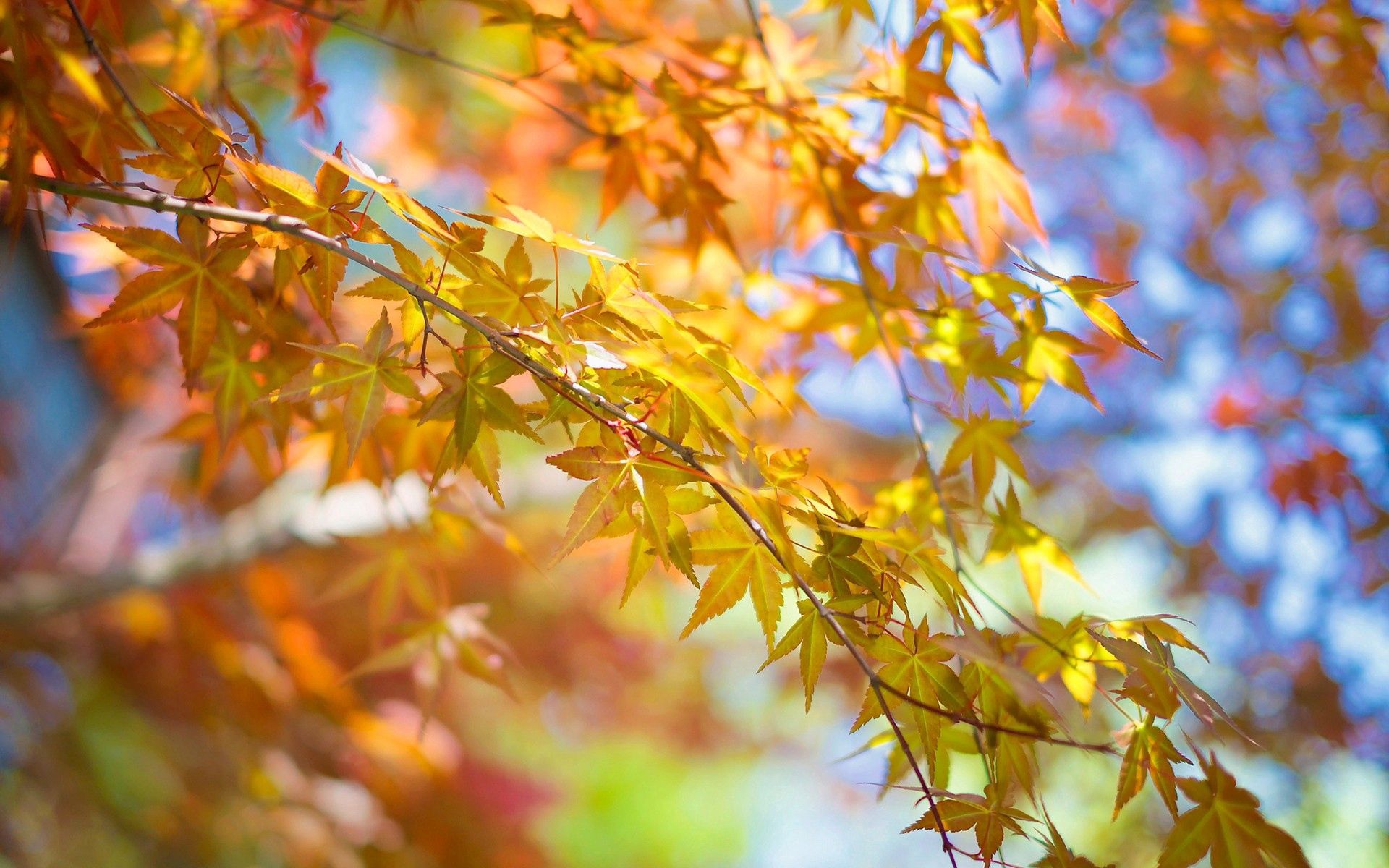 Handy-Wallpaper Baum, Ast, Zweig, Natur, Blätter, Holz, Herbst kostenlos herunterladen.