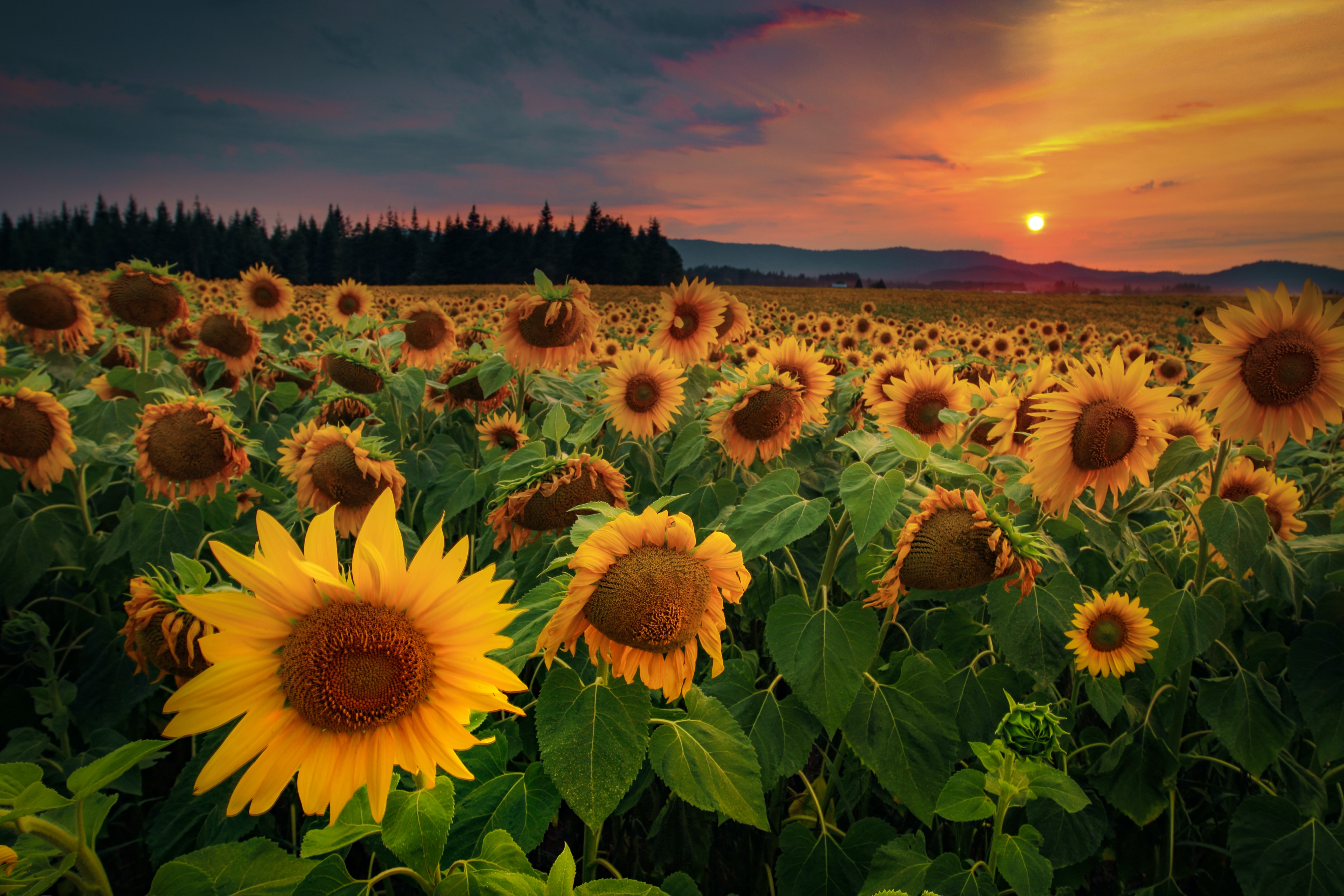 Download mobile wallpaper Field, Forest, Sunflowers, Flowers for free.