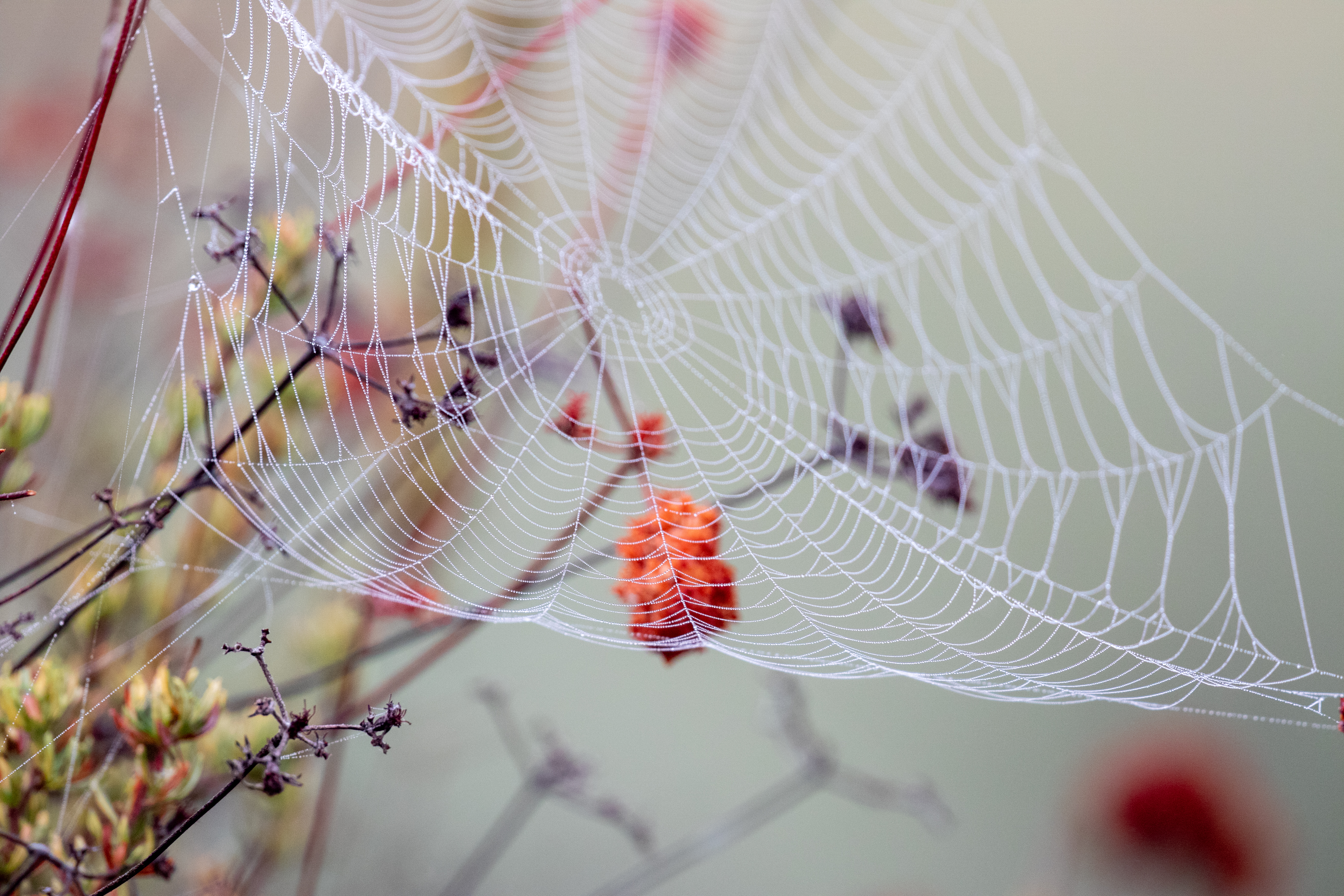 wet, web, drops, macro, branches High Definition image
