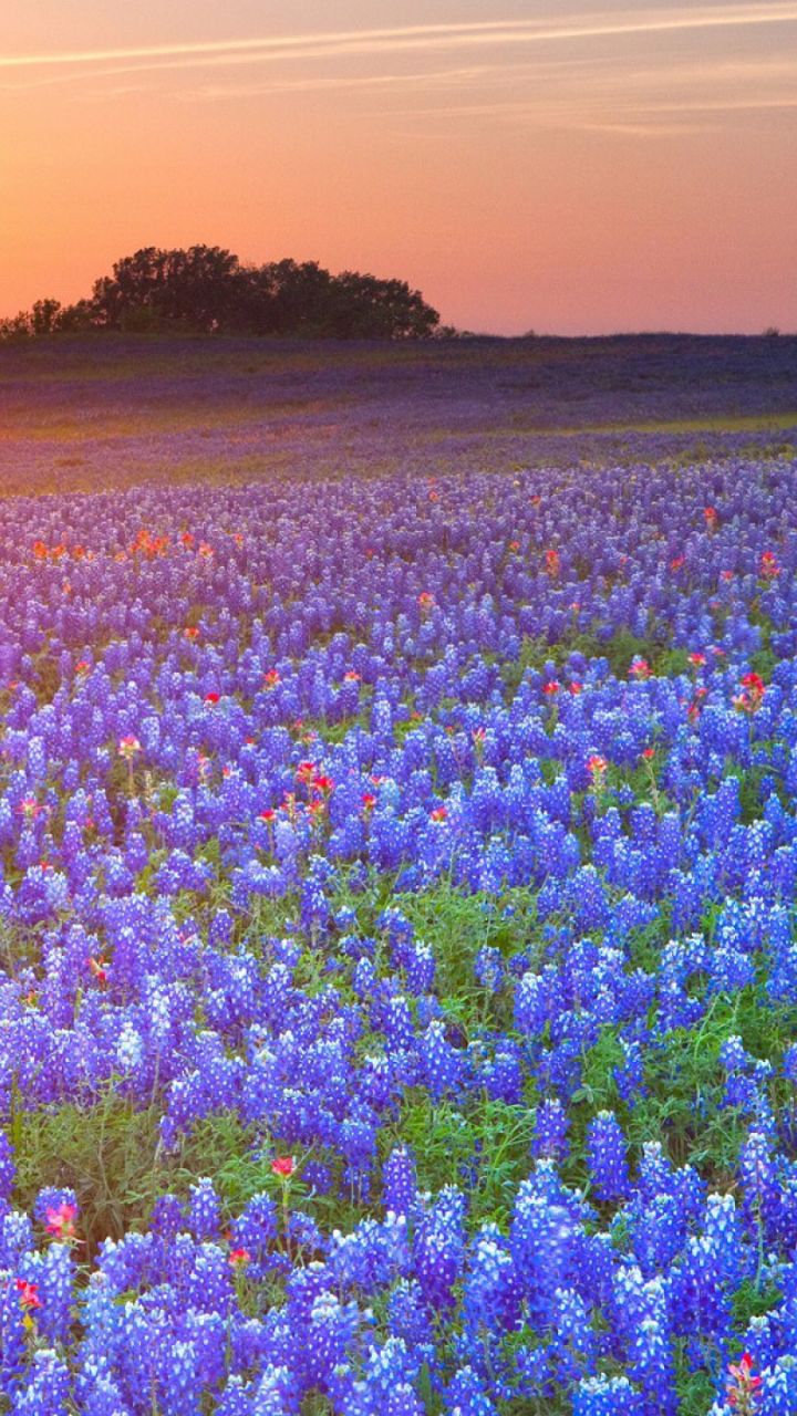 Descarga gratuita de fondo de pantalla para móvil de Amanecer, Flor, Texas, Atardecer, Tierra/naturaleza, Bluebonnets De Texas, Puesta De Sol.