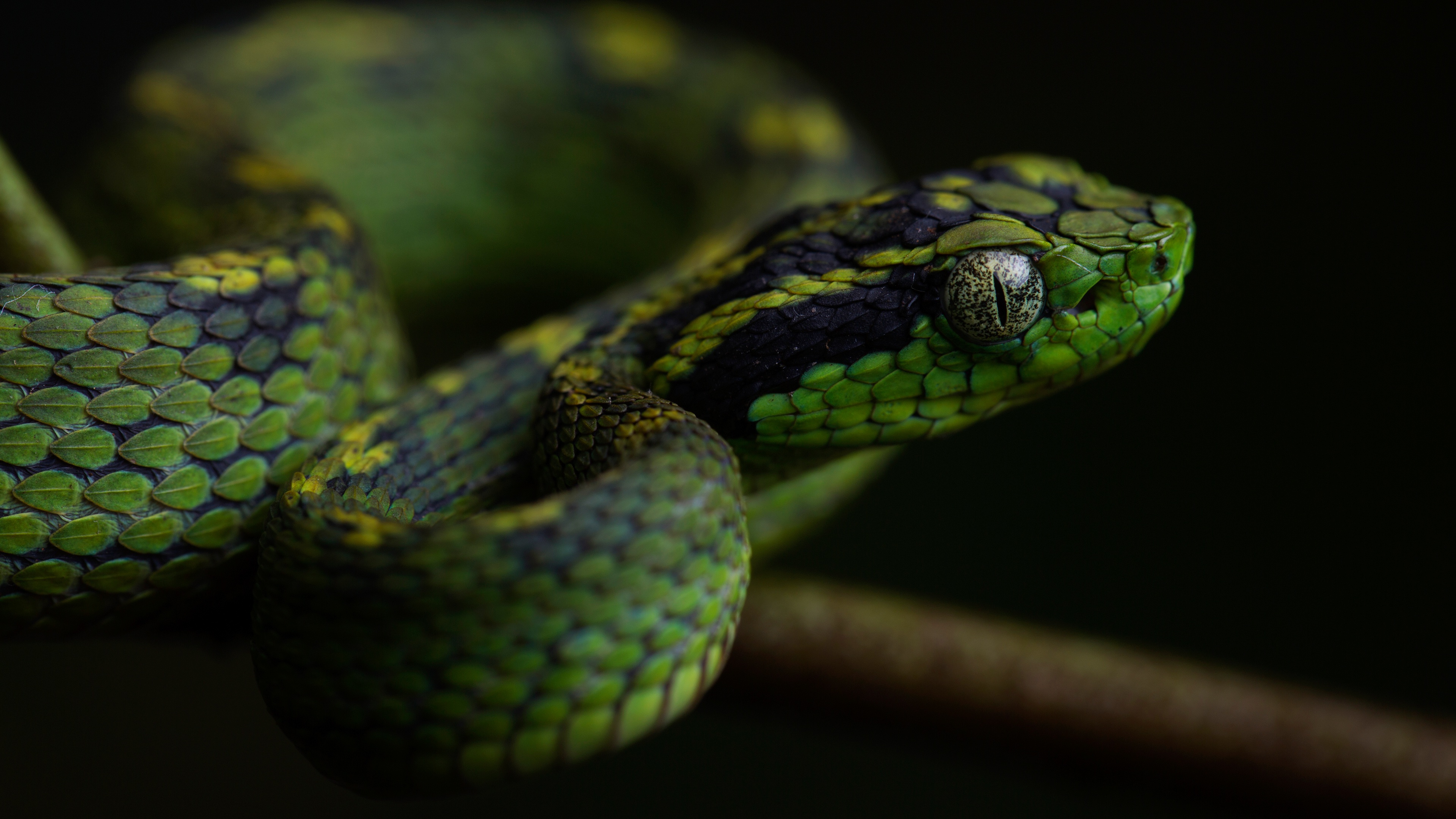 Змеи гадюка зеленая