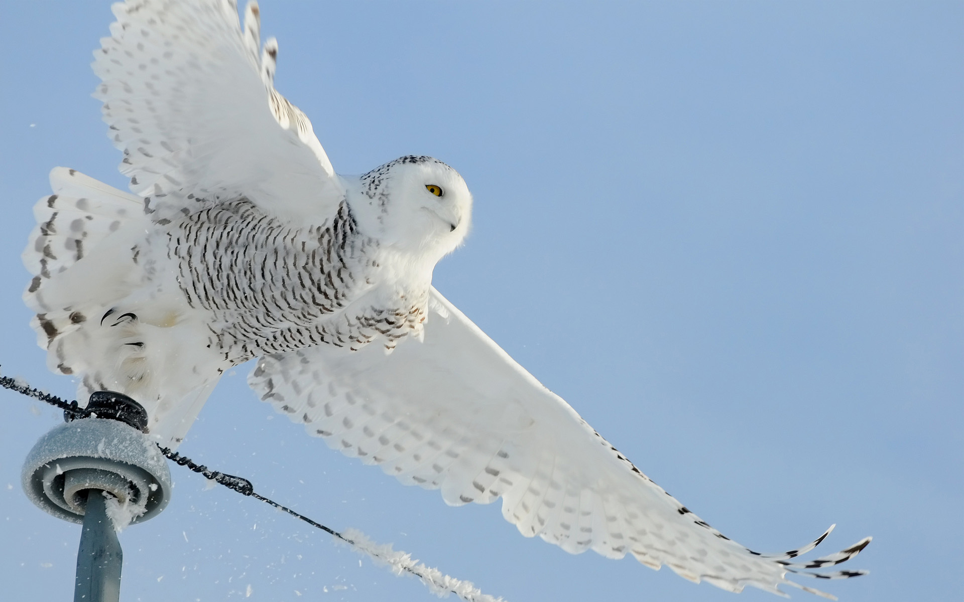 Фото сова полярная в полете