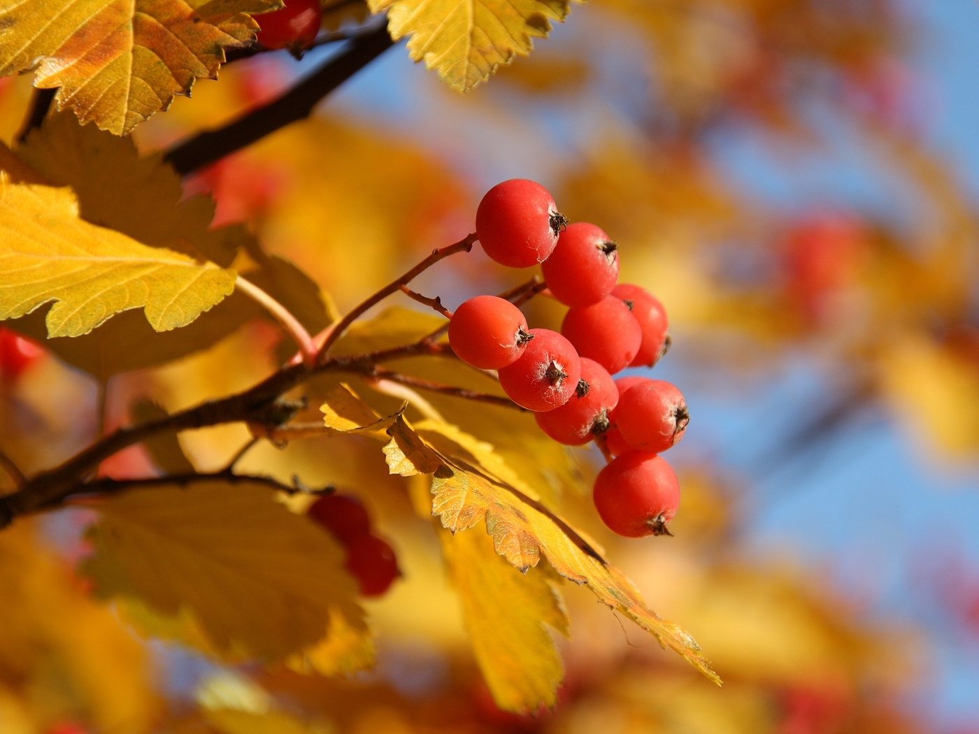 27196 завантажити шпалери осінь, рослини, листя, ягоди - заставки і картинки безкоштовно