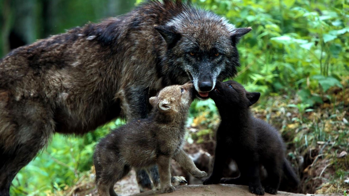 Семья диких животных. Волк волчица Волчонок семья. Волчица с волчатами. Волк с волчатами. Dikoe jiwotnyye.