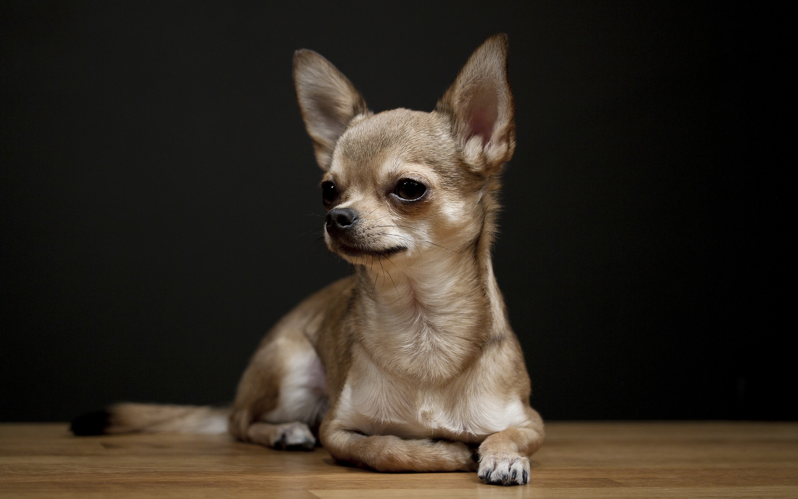 Die besten Chihuahua-Hintergründe für den Telefonbildschirm