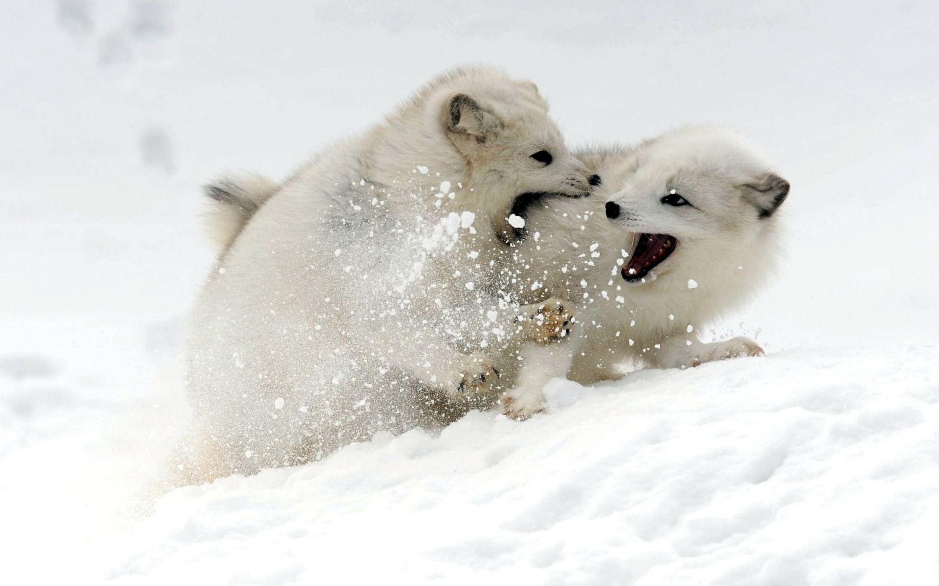 309097 免費下載壁紙 动物, 北极狐, 小狗 屏保和圖片