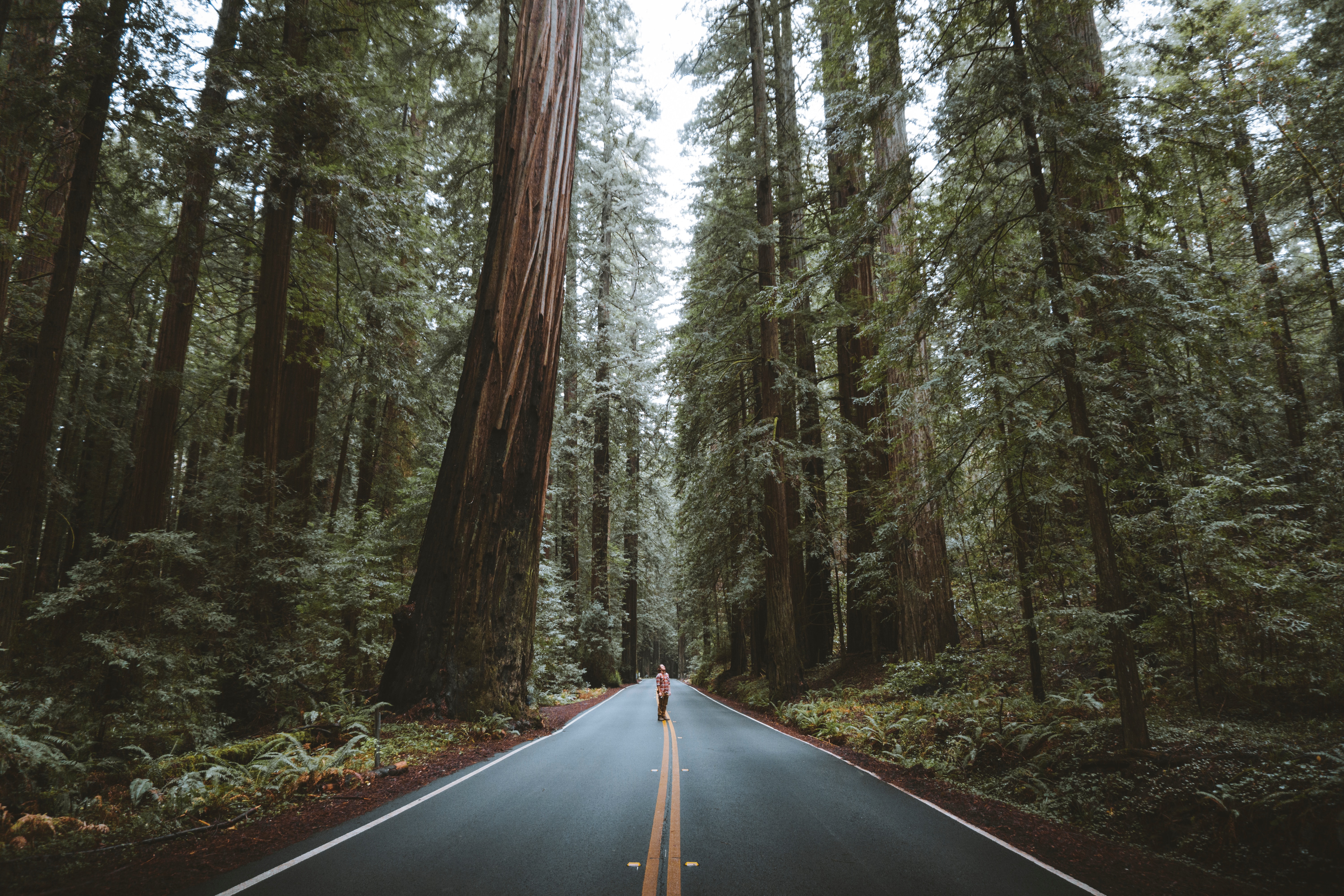 nature, trees, road, forest, asphalt, human, person Image for desktop